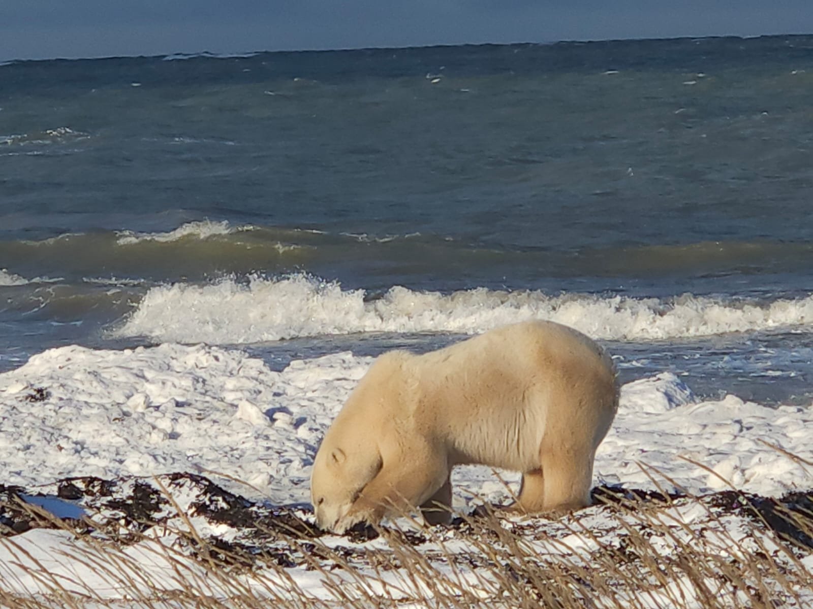 Churchill Manitoba Canada Aventures Adventures Expeditions Ours Polaires Polar Bears 27.jpeg
