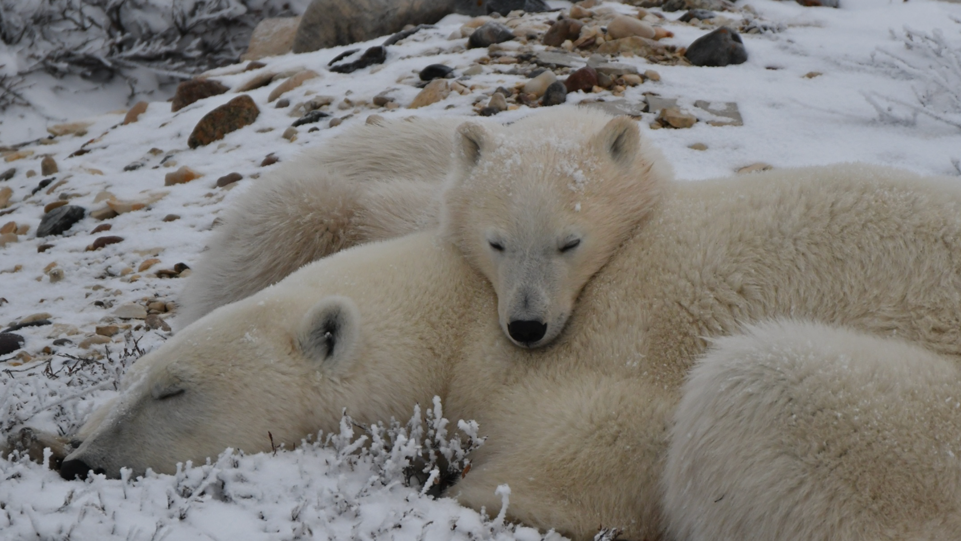 Churchill Manitoba Canada Aventures Adventures Expeditions Ours Polaires Polar Bears 2.png