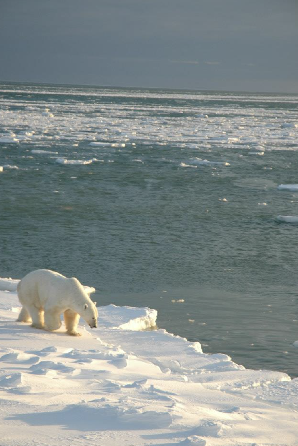 Churchill Manitoba Canada Aventures Adventures Expeditions Ours Polaires Polar Bears 26.png