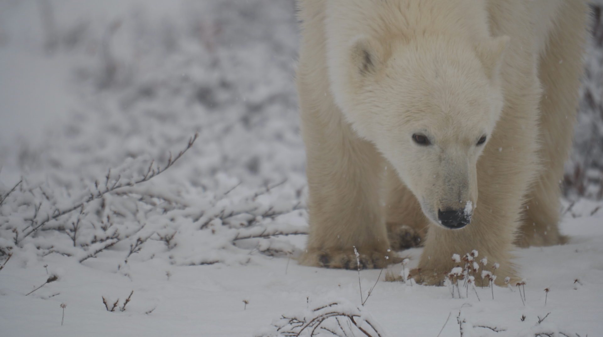 Churchill Manitoba Canada Aventures Adventures Expeditions Ours Polaires Polar Bears 7.png