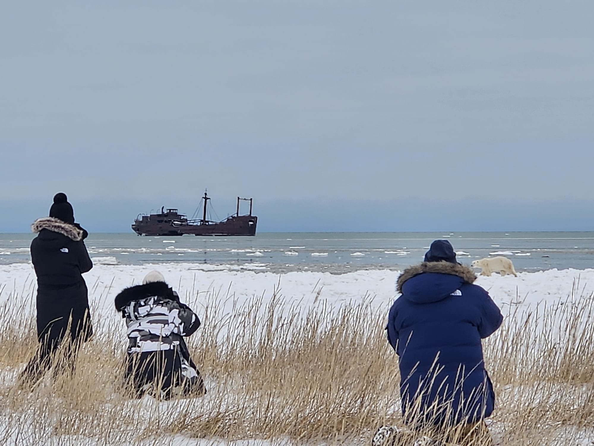 Churchill Manitoba Canada Aventures Adventures Expeditions Ours Polaires Polar Bears 38.jpeg