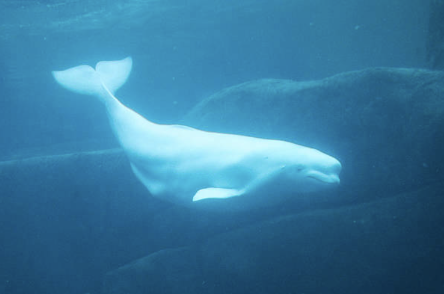 Un beluga dans l'océan, vue sous l'eau avec un éclairage bleuâtre.