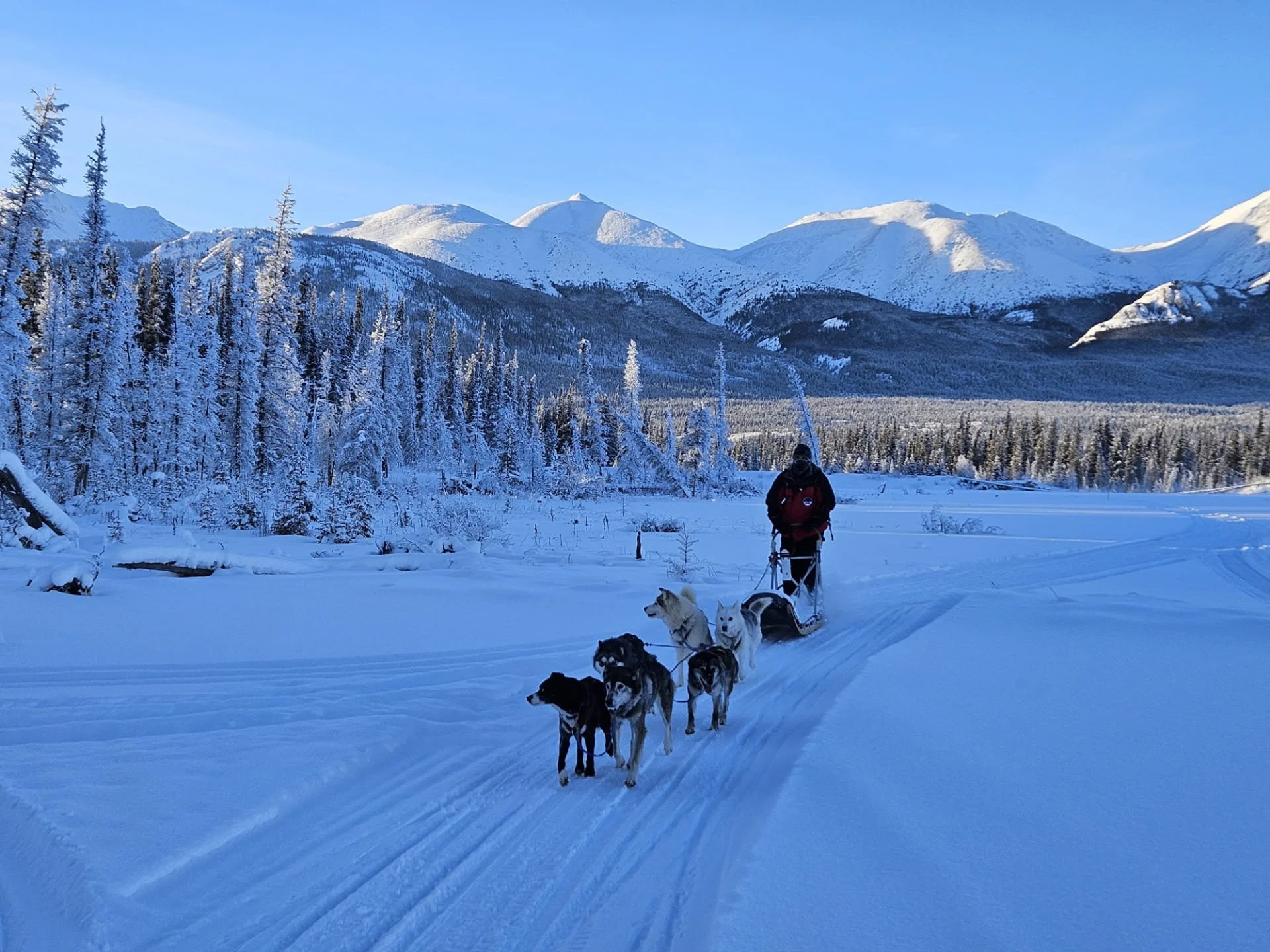 Homme faisant du traîneau à chiens dans un paysage enneigé avec des montagnes en arrière-plan et un ciel bleu clair.