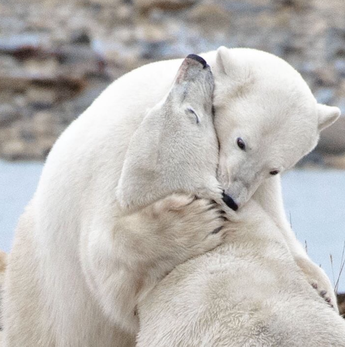 Deux ours polaires sur un plan rapproché, en train de jouer à se battre. Probablement deux jeunes d'une même fratrie apprenant à se défendre contre les autres ours blancs du Manitoba.