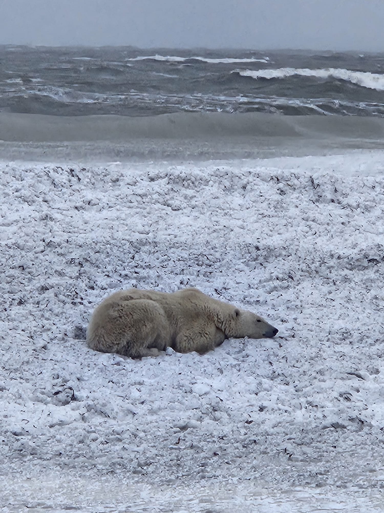 Churchill Manitoba Canada Aventures Adventures Expeditions Ours Polaires Polar Bears 19.jpeg