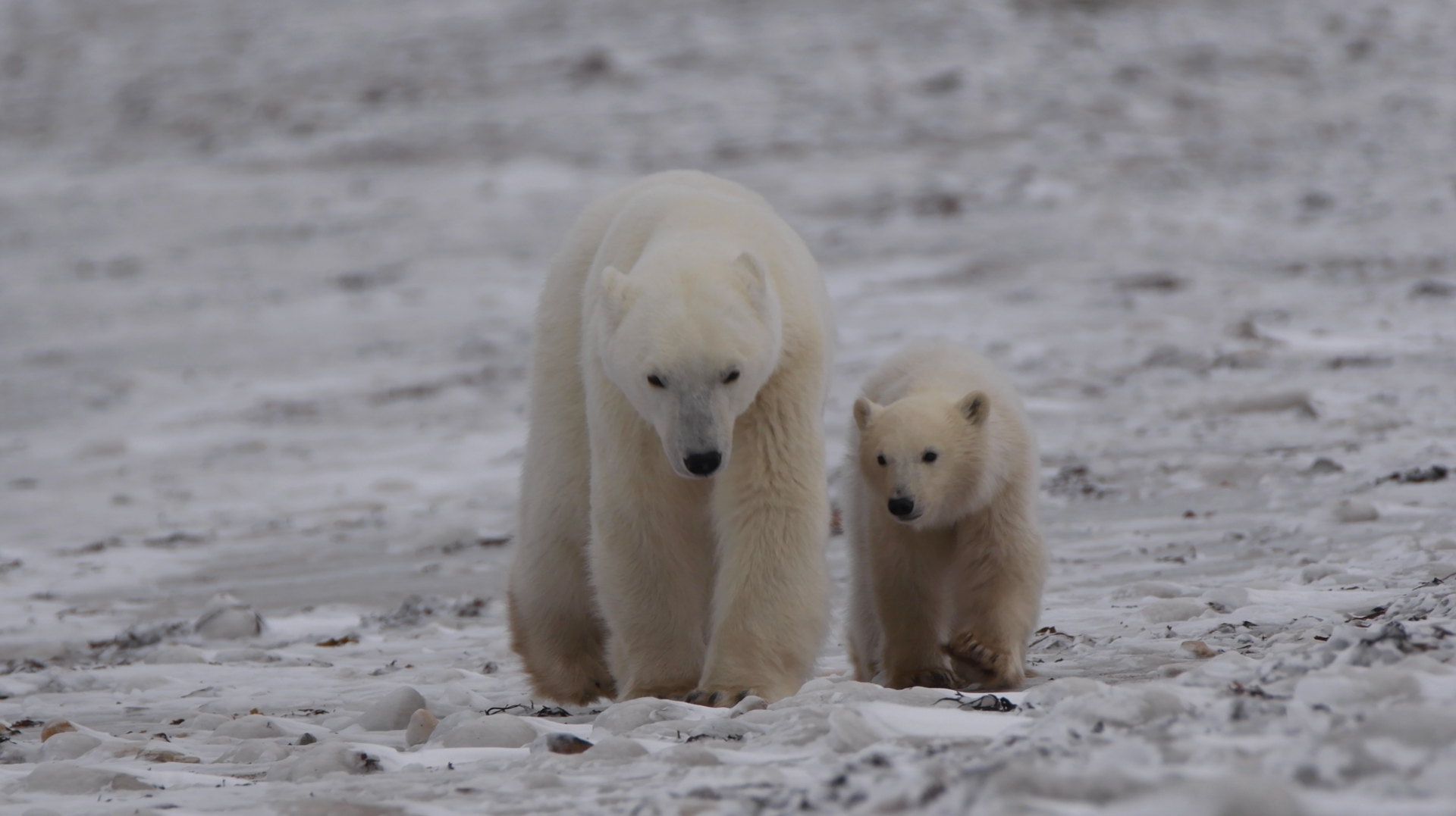 Deux ours polaires, un adulte et un jeune, marchent sur la neige dans un paysage arctique.