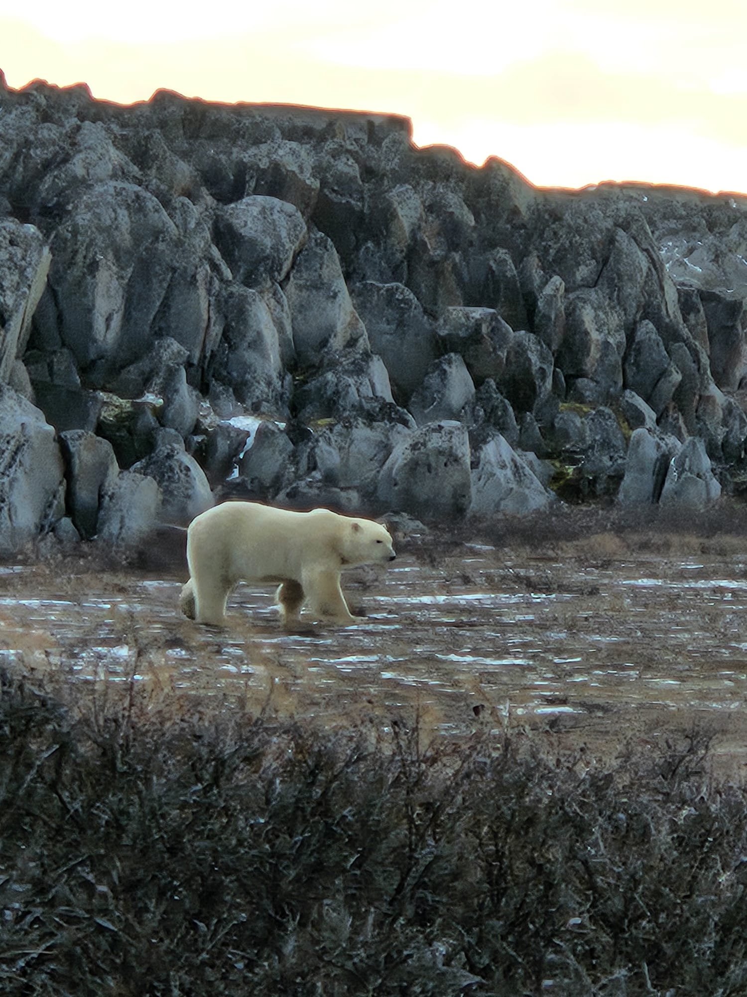 Churchill Manitoba Canada Aventures Adventures Expeditions Ours Polaires Polar Bears 30.jpeg