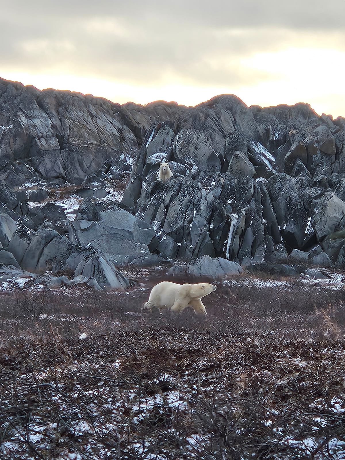 Churchill Manitoba Canada Aventures Adventures Expeditions Ours Polaires Polar Bears 32.jpeg
