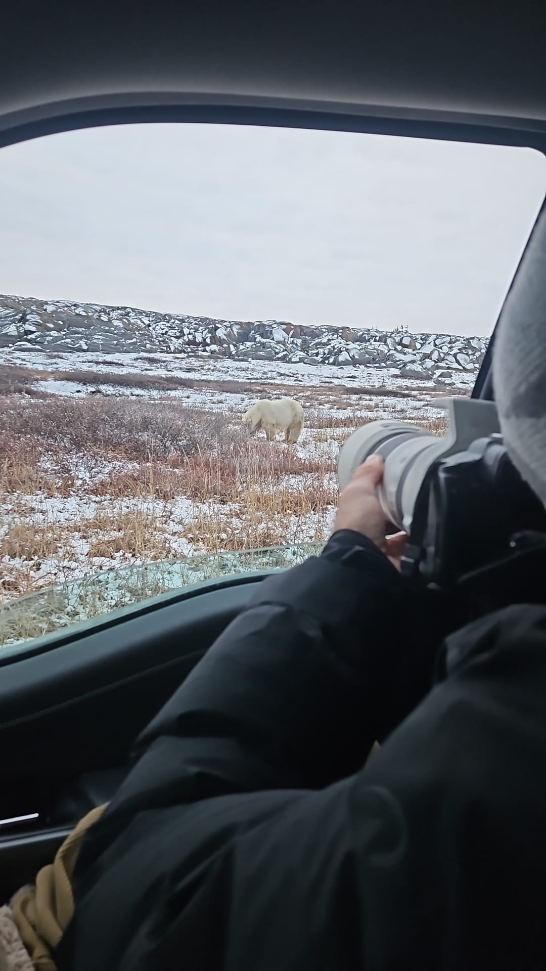 Une personne à l'intérieur d'un véhicule, pointant un appareil photo ou un télescope vers un ours blanc dans une plaine enneigée avec des rochers en arrière-plan.
