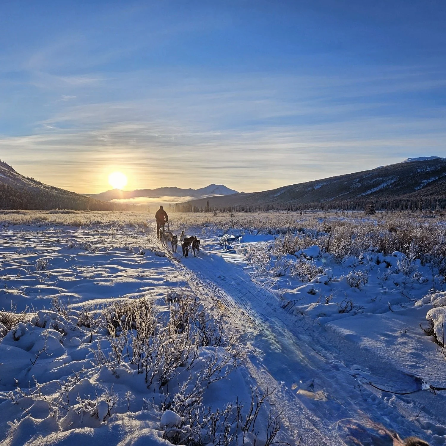 Un conducteur de traîneau tiré par des chiens traverse un paysage enneigé à l'aube, avec des montagnes en arrière-plan et un ciel clair.