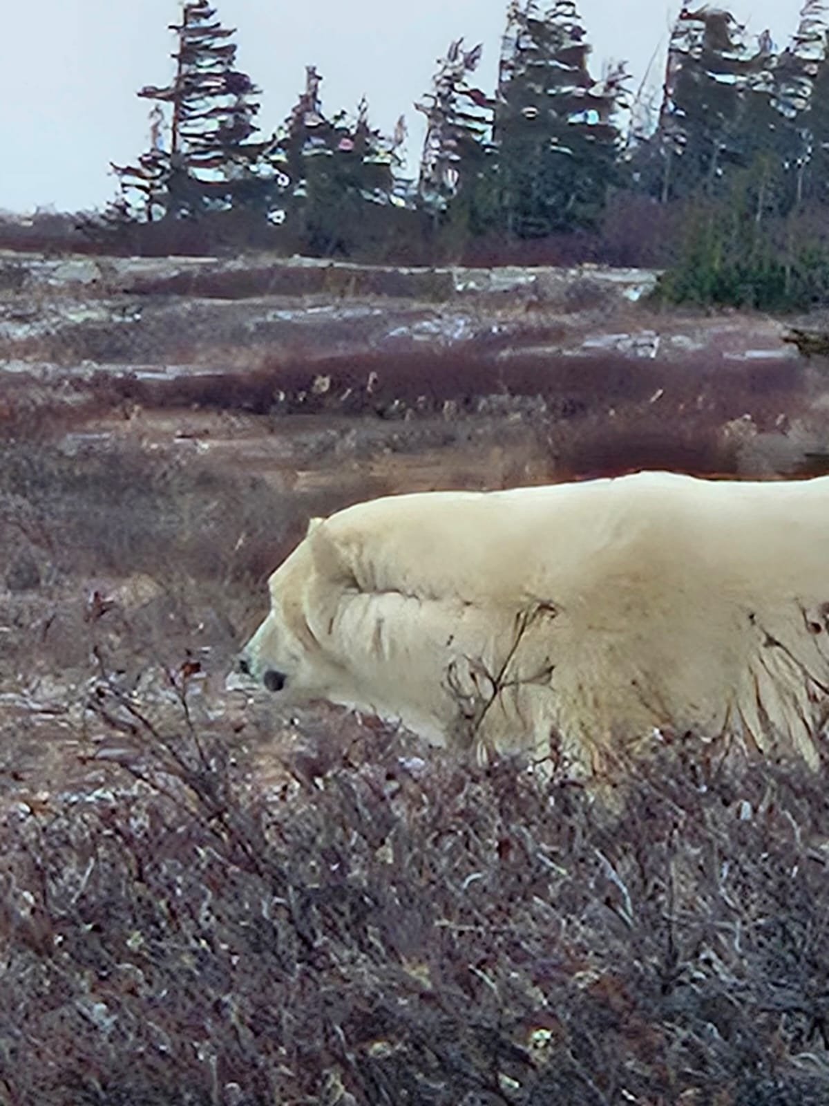 Churchill Manitoba Canada Aventures Adventures Expeditions Ours Polaires Polar Bears 34.jpeg
