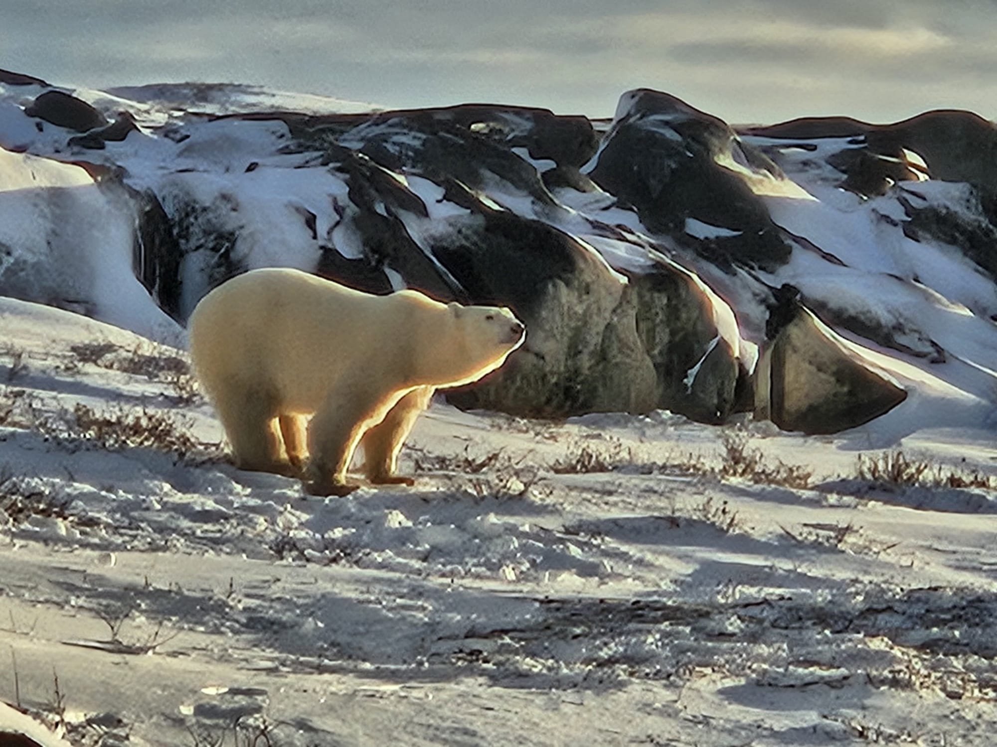 Churchill Manitoba Canada Aventures Adventures Expeditions Ours Polaires Polar Bears 41.jpeg