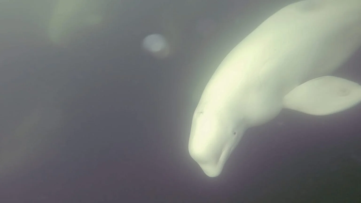 Churchill Manitoba Beluga Whales Polar Bear Canada Expeditions Aventures Safari Arctique Arctic Adventures.jpg