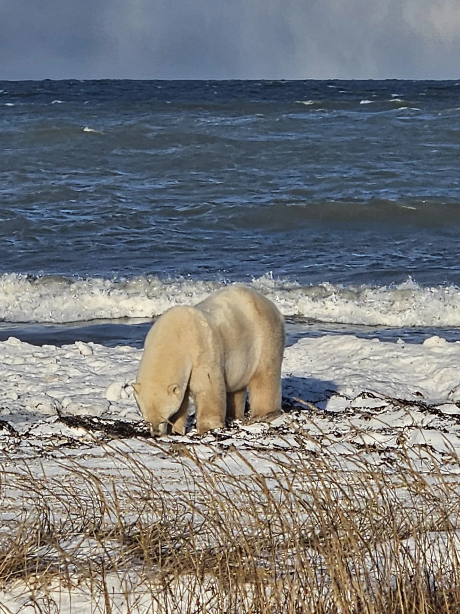 Churchill Manitoba Canada Aventures Adventures Expeditions Ours Polaires Polar Bears 28.jpeg