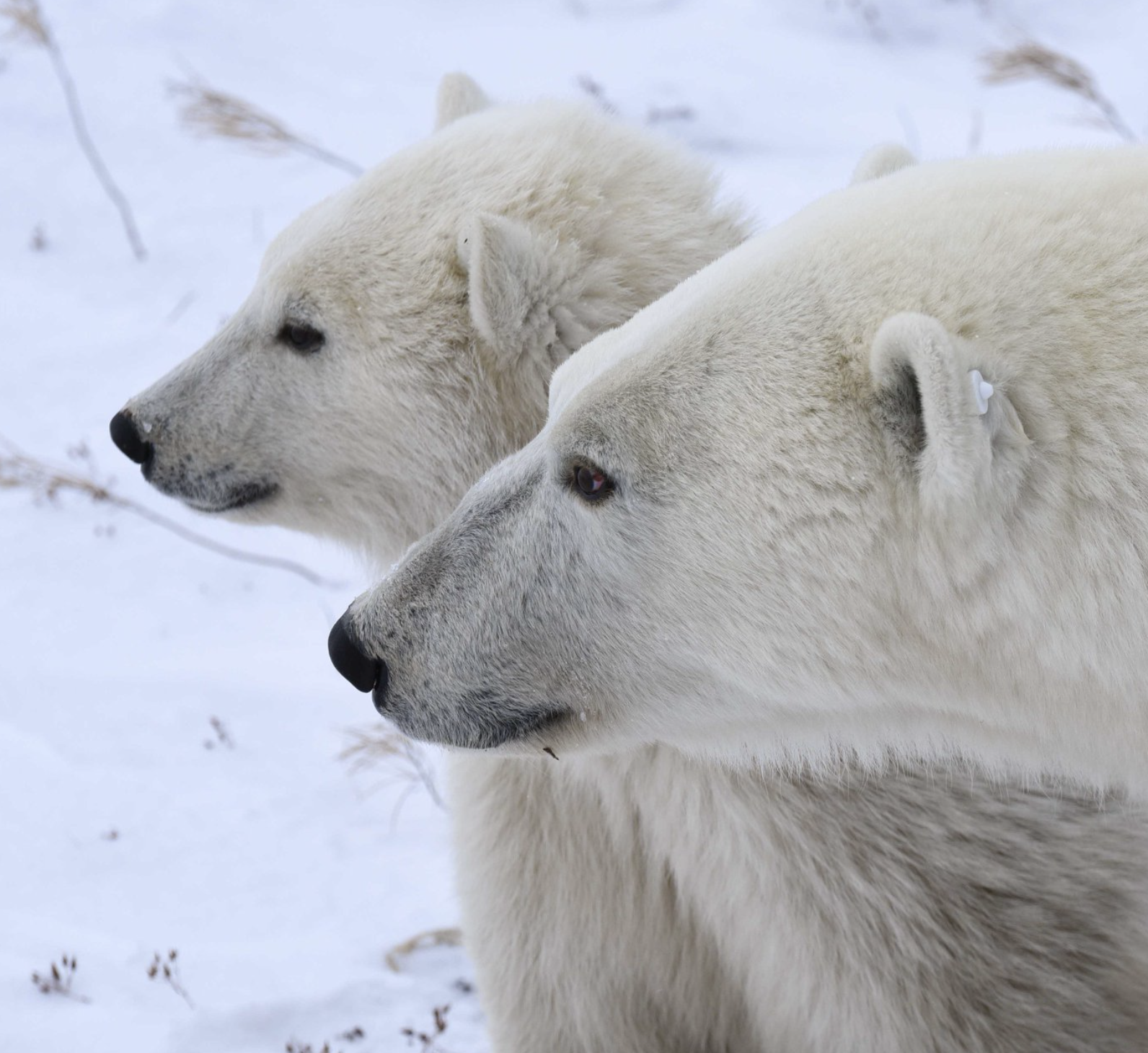 Churchill Manitoba Canada Aventures Adventures Expeditions Ours Polaires Polar Bears 8.png
