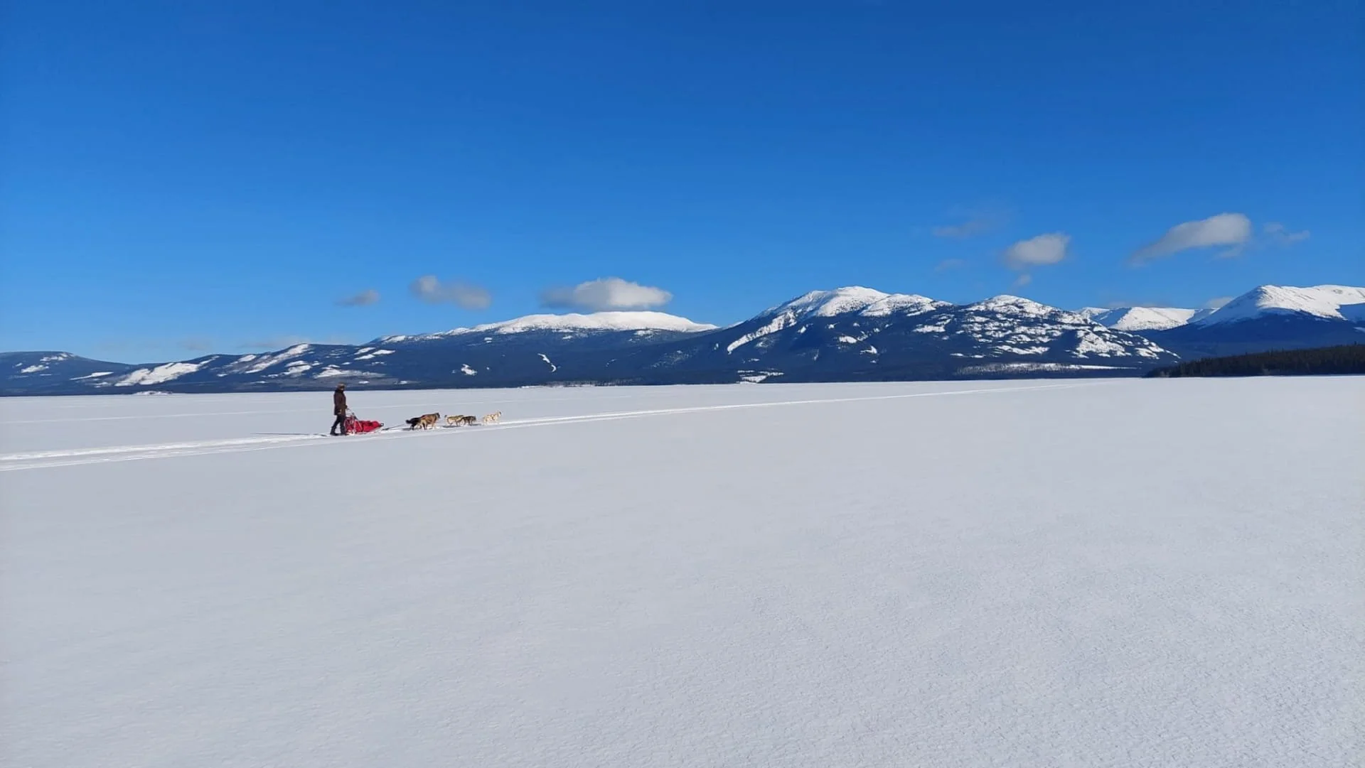 Une personne faisant de la traîneau à chiens dans un paysage enneigé avec des montagnes en arrière-plan, ciel bleu clair et quelques nuages.