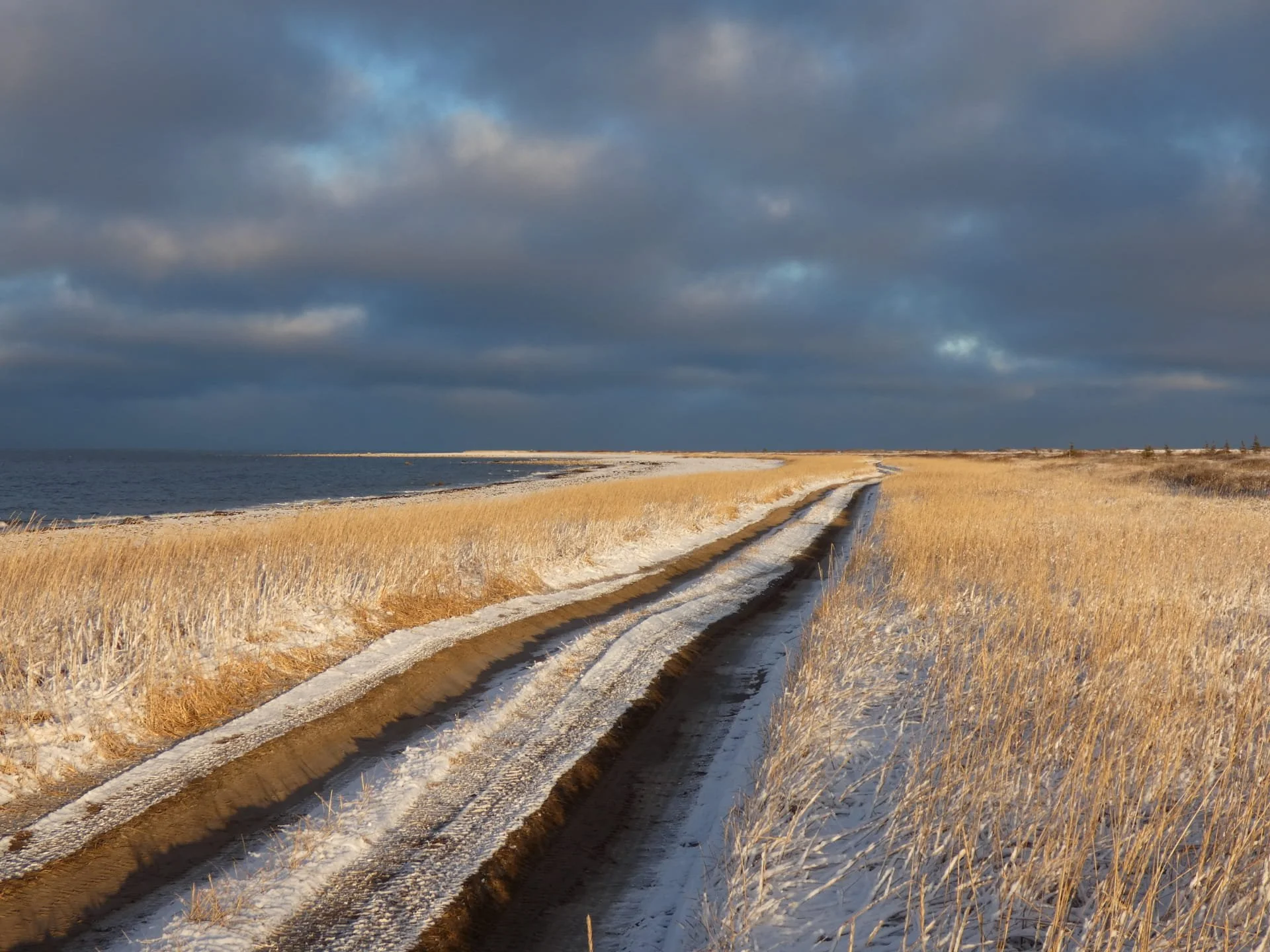 Une route en terre couverte d'une fine couche de neige, traversant un champ de hautes herbes dorées, avec un ciel nuageux sombre typique de Churchill dans le Manitoba au Canada.