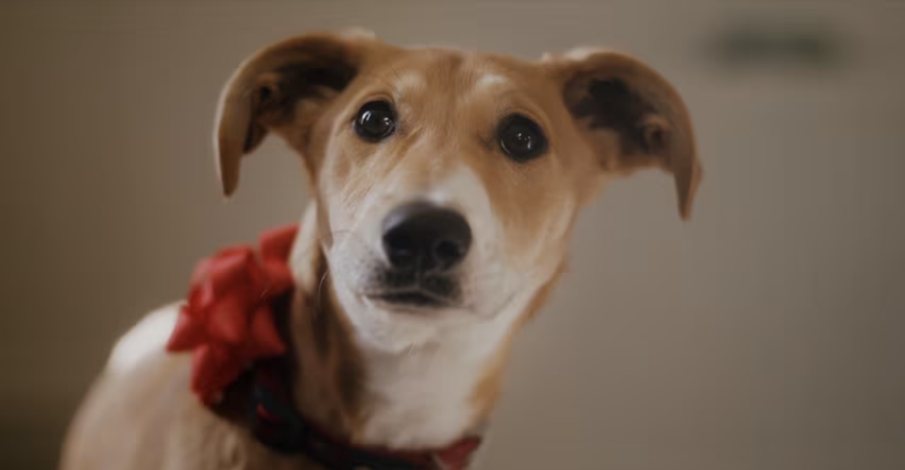 Not Just for Christmas | Dog's Trust - PRODUCER