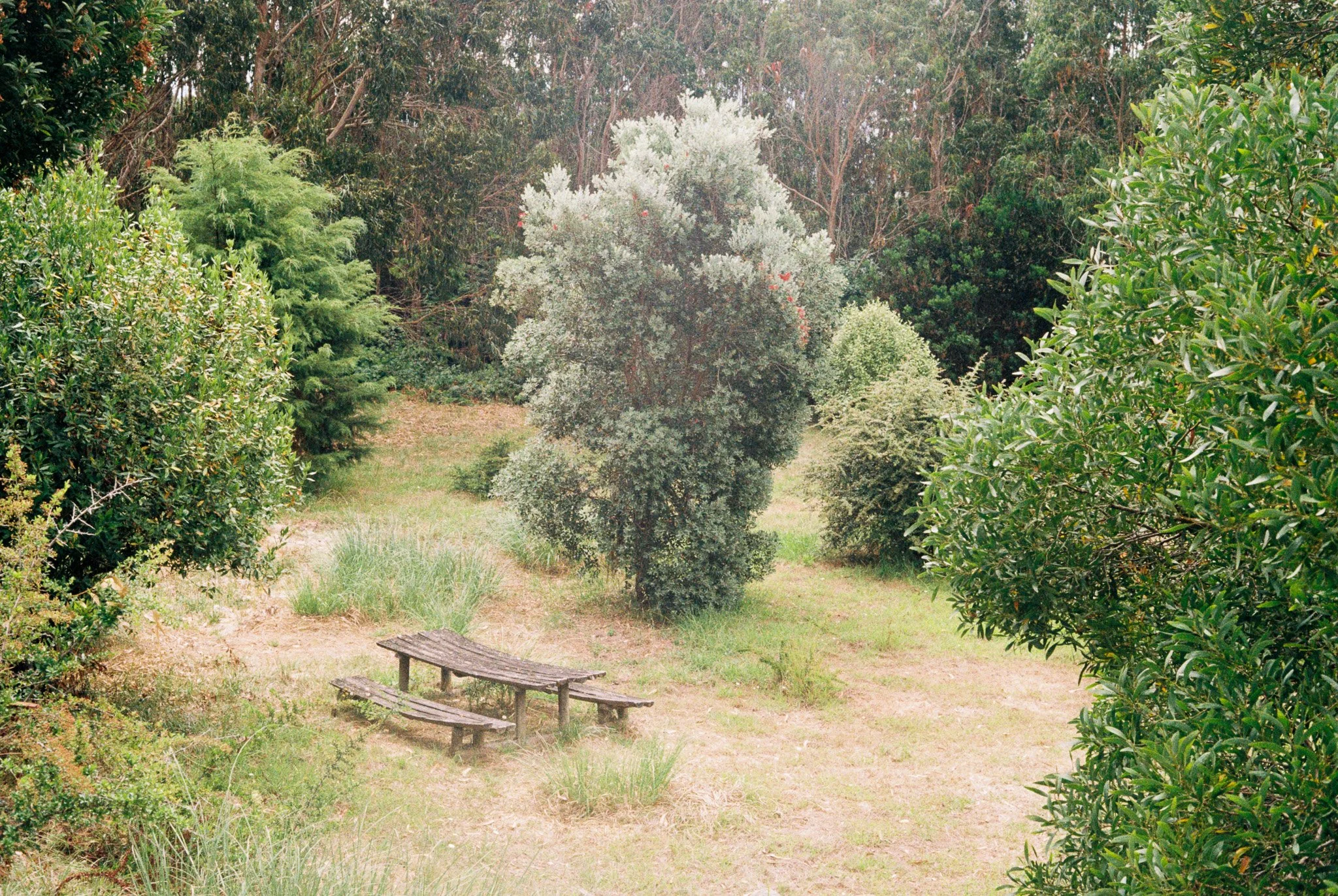 A small, weathered wooden bench in a grassy clearing surrounded by various green bushes and trees, with taller trees in the background.
