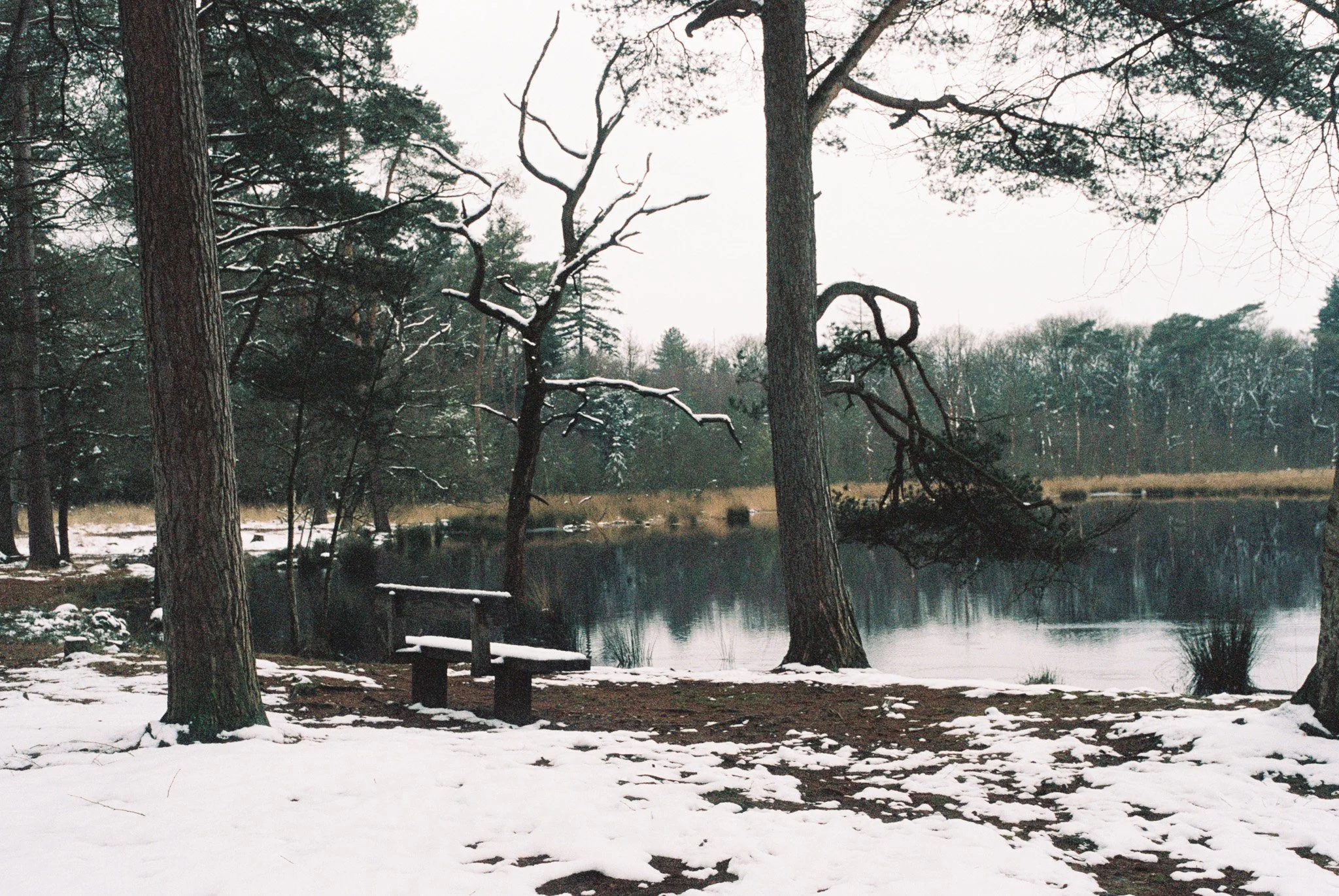 A snowy lakeside scene with tall trees, a wooden bench, and a partially frozen lake in the background.