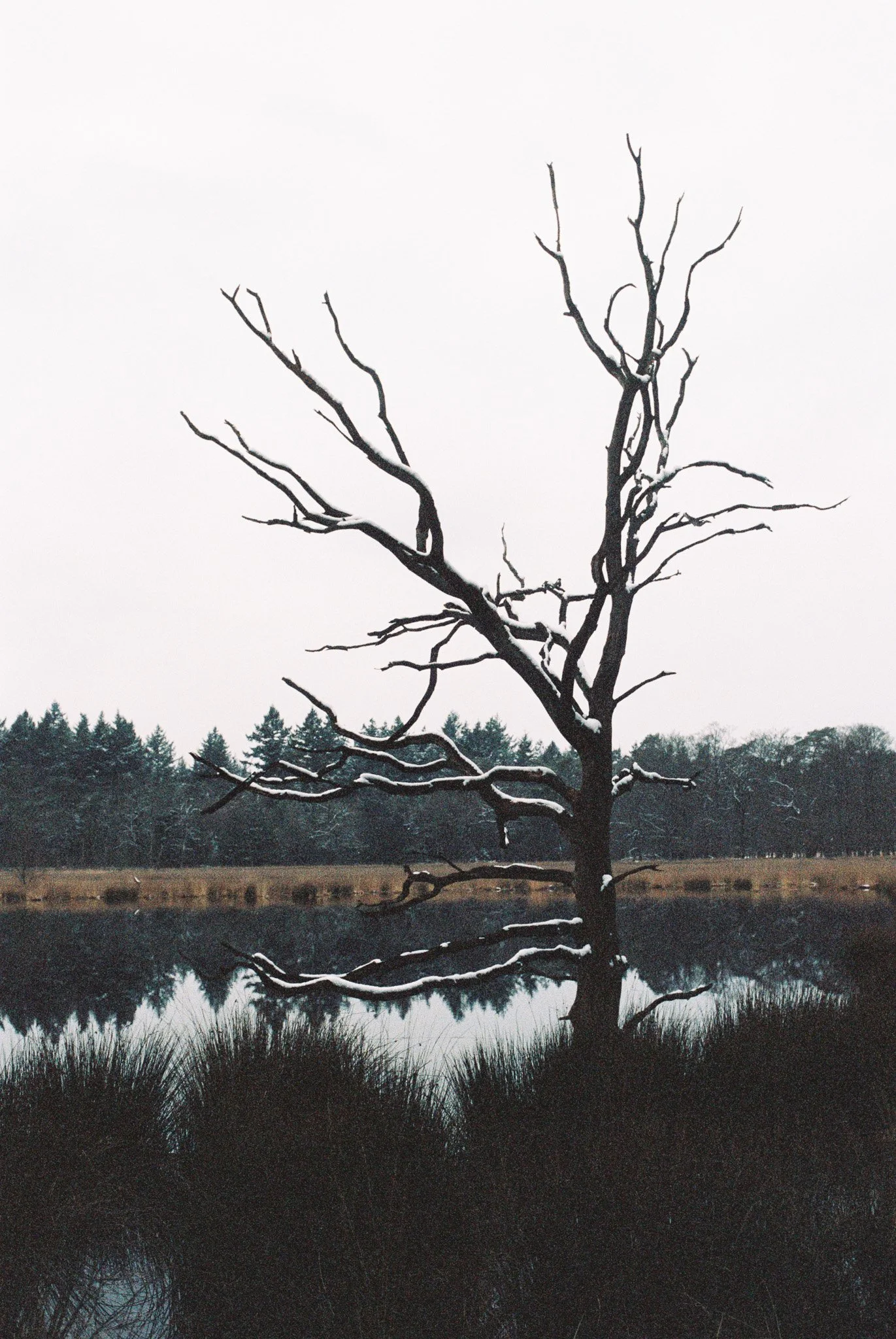 A leafless tree with snow on its branches standing near a body of water with a forested background.
