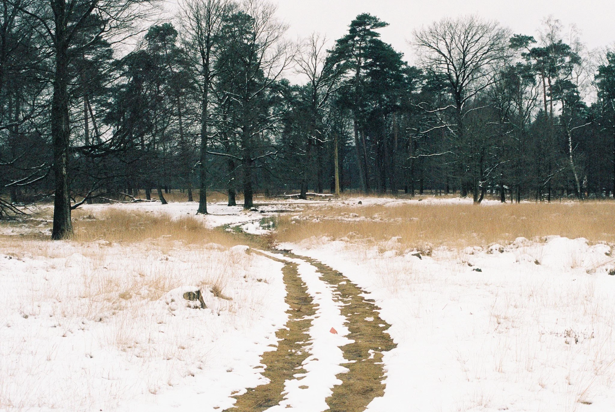 Snow-covered path leading into a forest with leafless and evergreen trees on a cloudy winter day