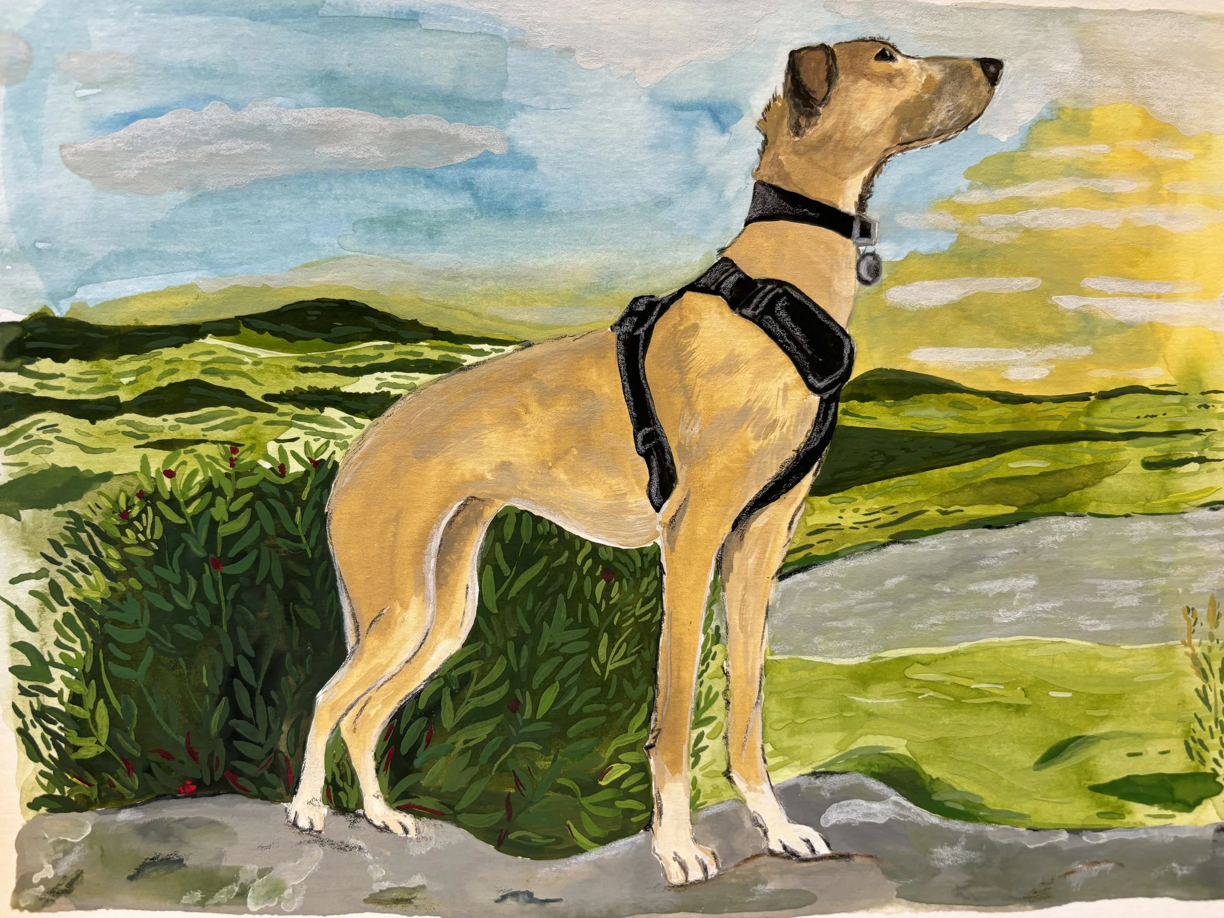A hand painted illustration of a dog standing in the hills in front of the sun set. Hand painted pet portraits from By Minutes Illustration. 