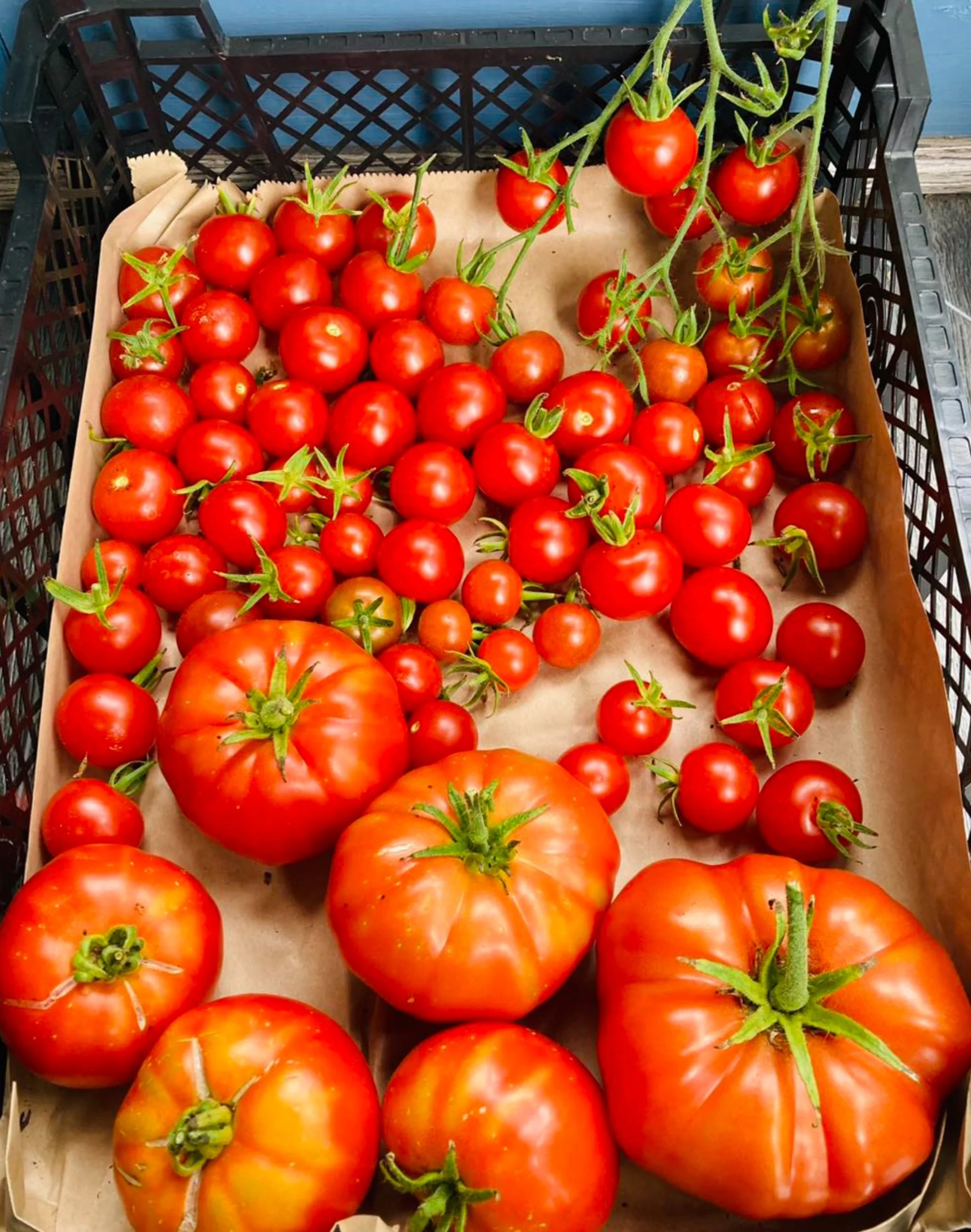 home-grown-tomatoes.jpg