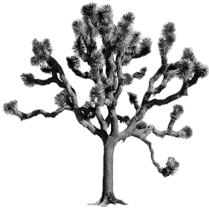 Black and white Joshua Tree landscape, natural desert forms and geometry inspiring Star Tile