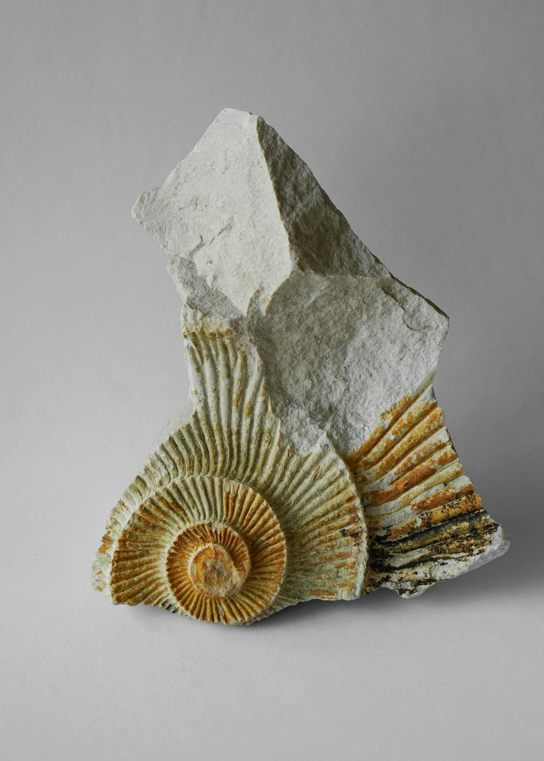 Flat, layered seashells with spiral shapes and ridges, arranged on a light-colored surface.