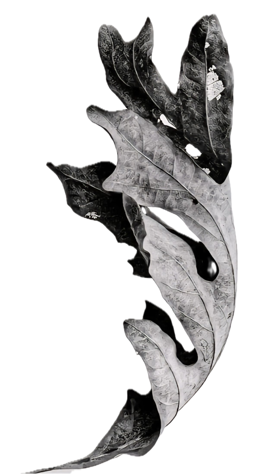 Leaf vein structure and patterns, natural geometry inspiring ceramic tile