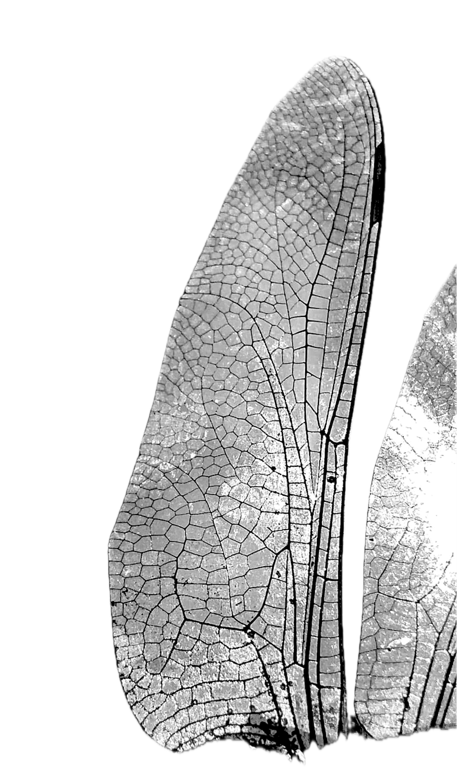 Insect wing patterns and structure, natural geometry for Star Tile ceramic tile design