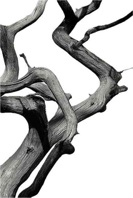 Branching structure and fractal geometry, natural pattern inspiring ceramic tile