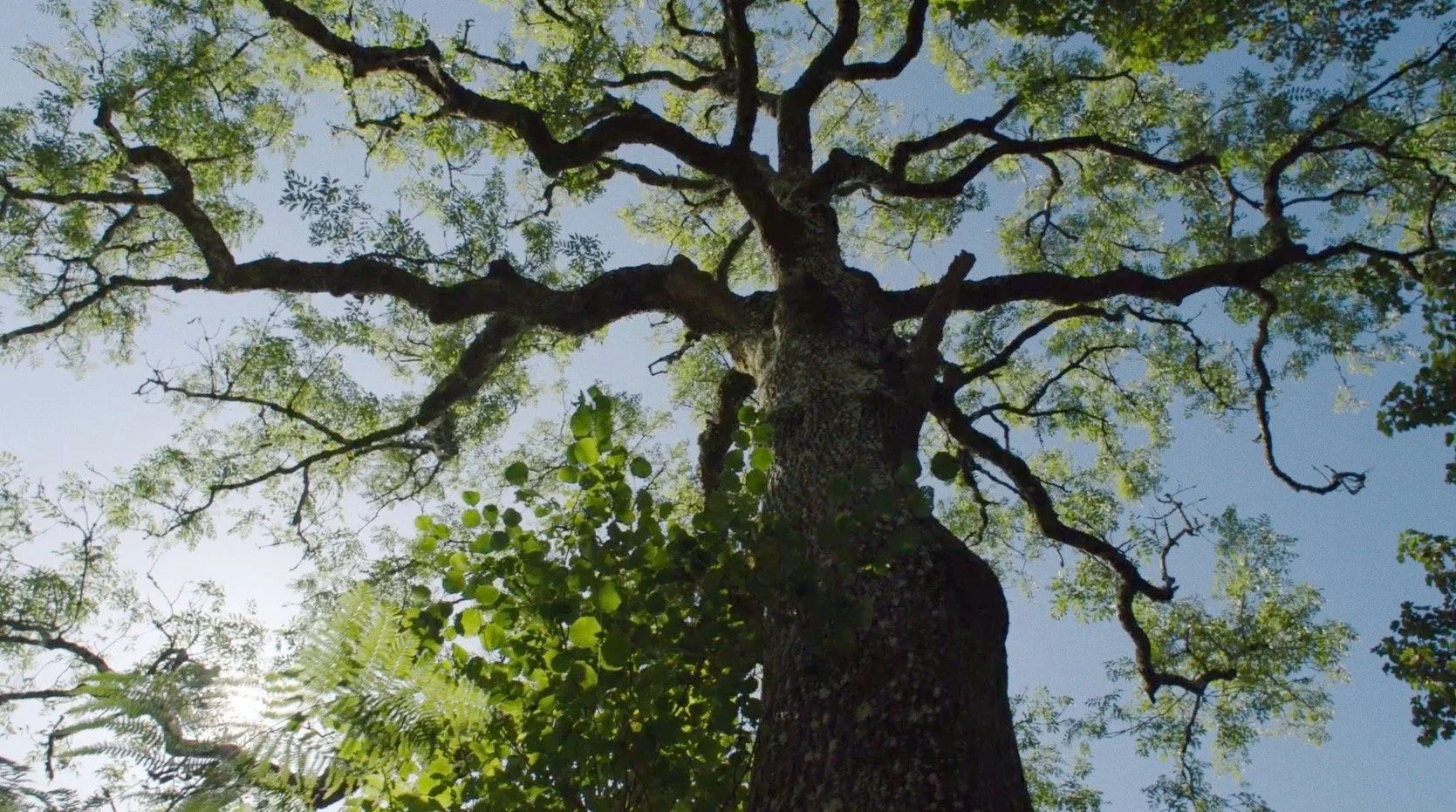 Woodland Trust: Save Our Trees