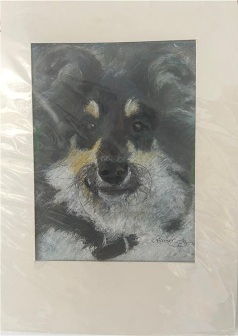 Collie