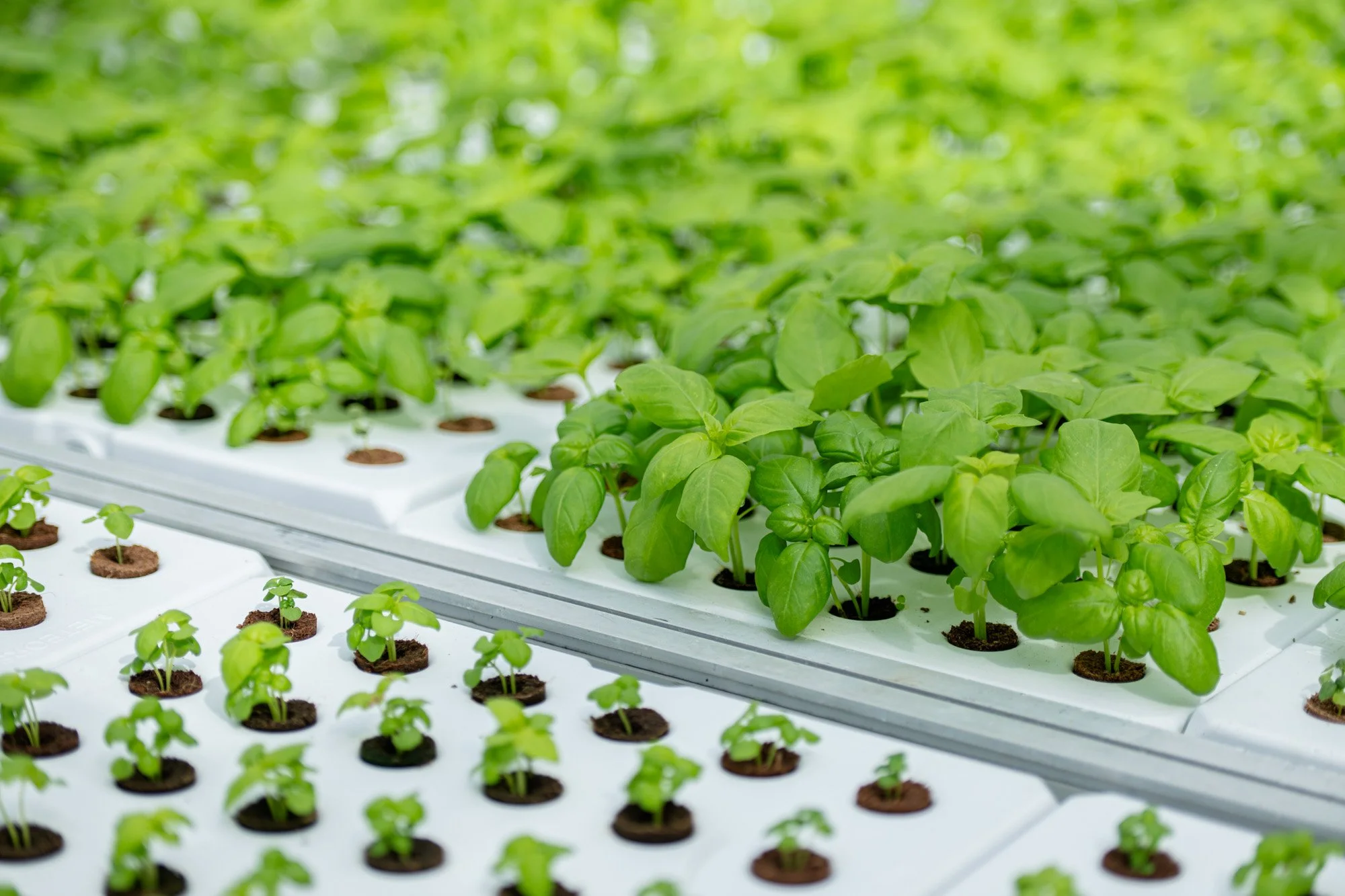 enquire about an aeroponic project