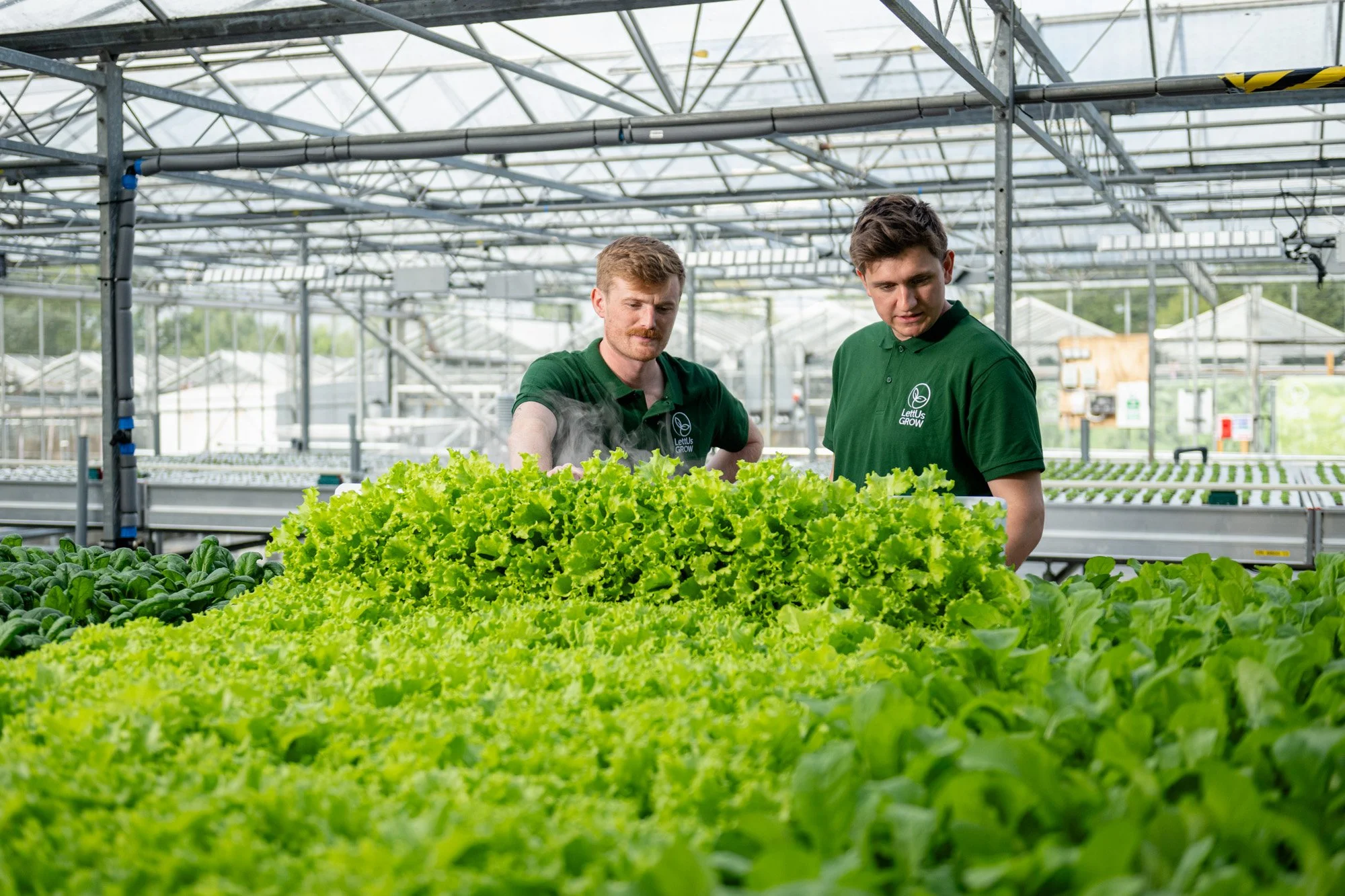 Why LettUs Grow are pioneering UK glasshouse rubber production