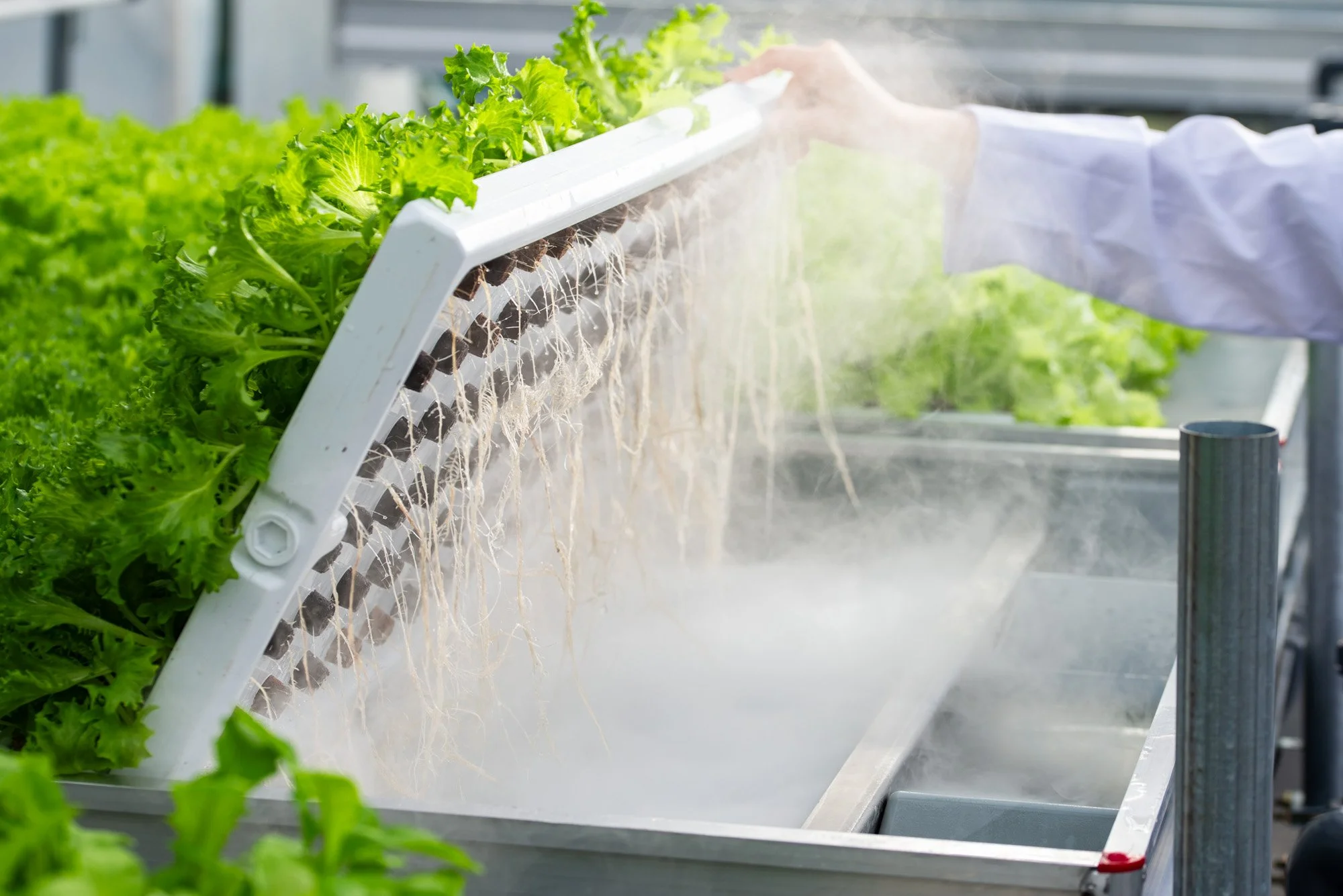 Aeroponic Rolling Bench