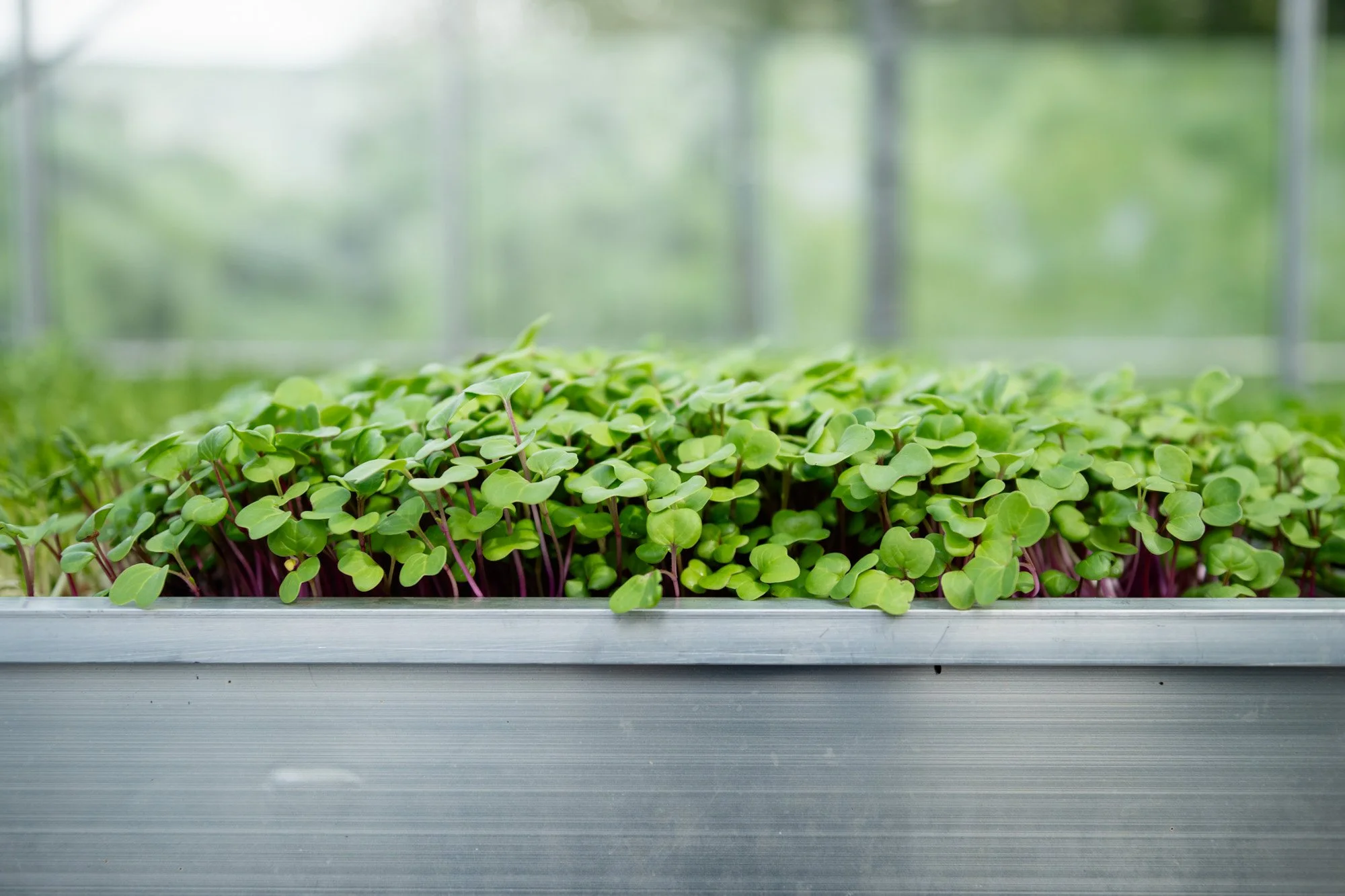 aeroponic watercress