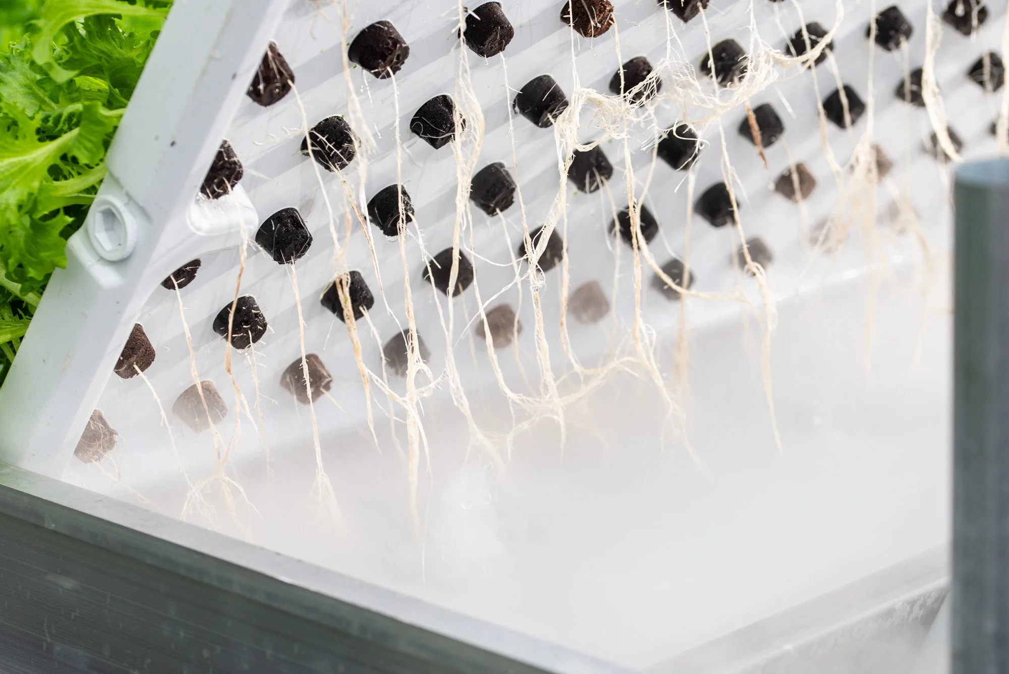 How does aeroponics work?