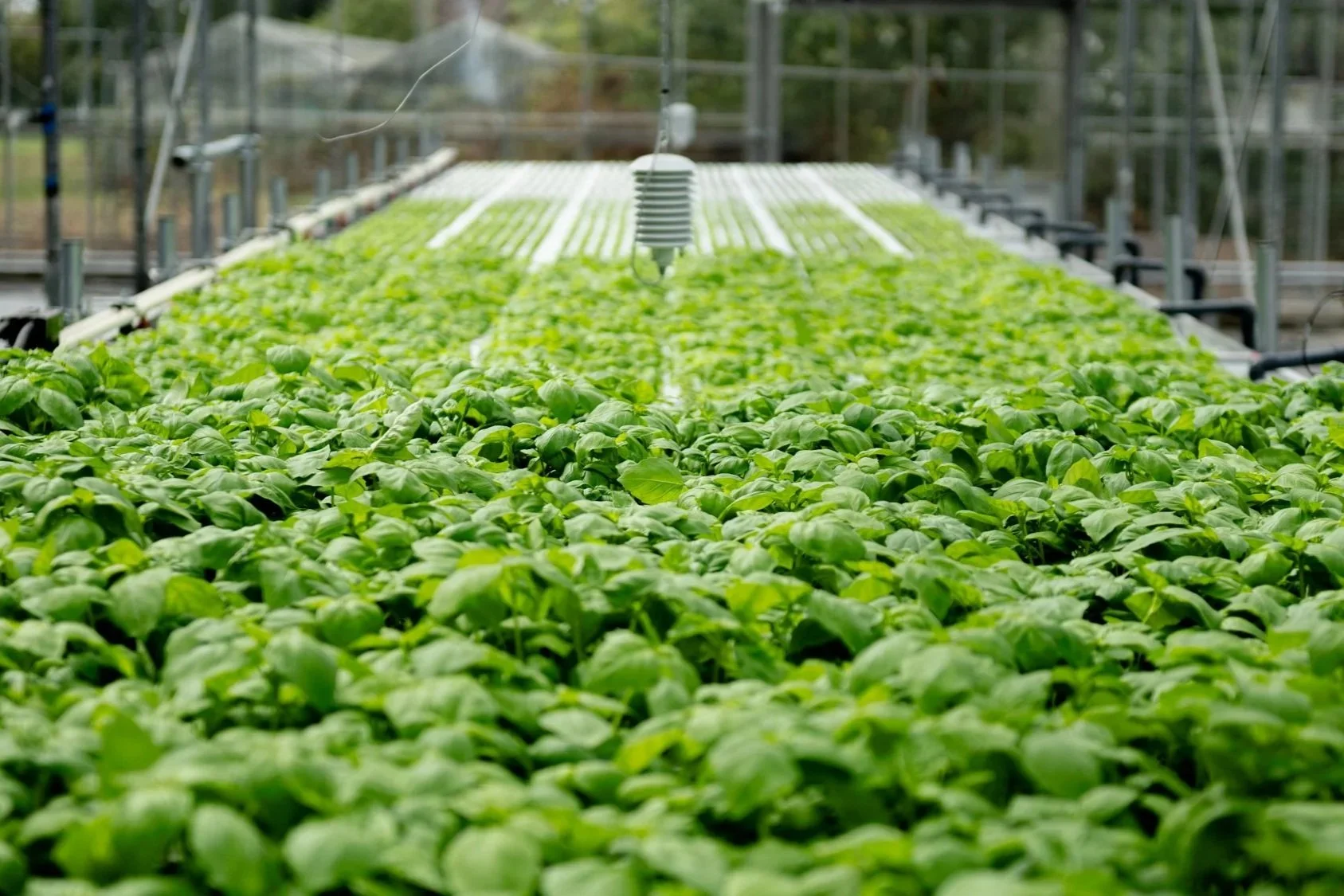 growing crops
