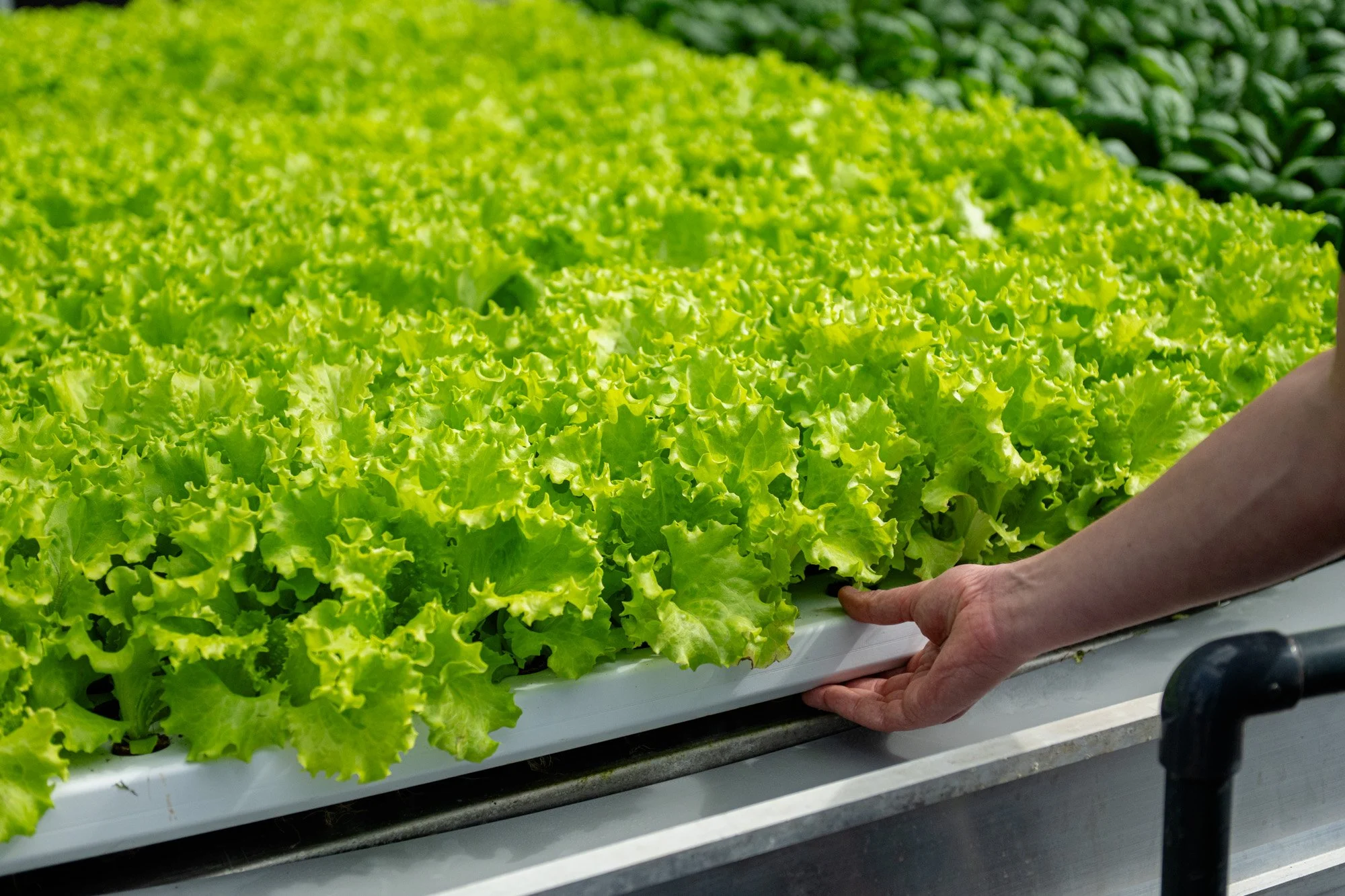 Aeroponic lettuce