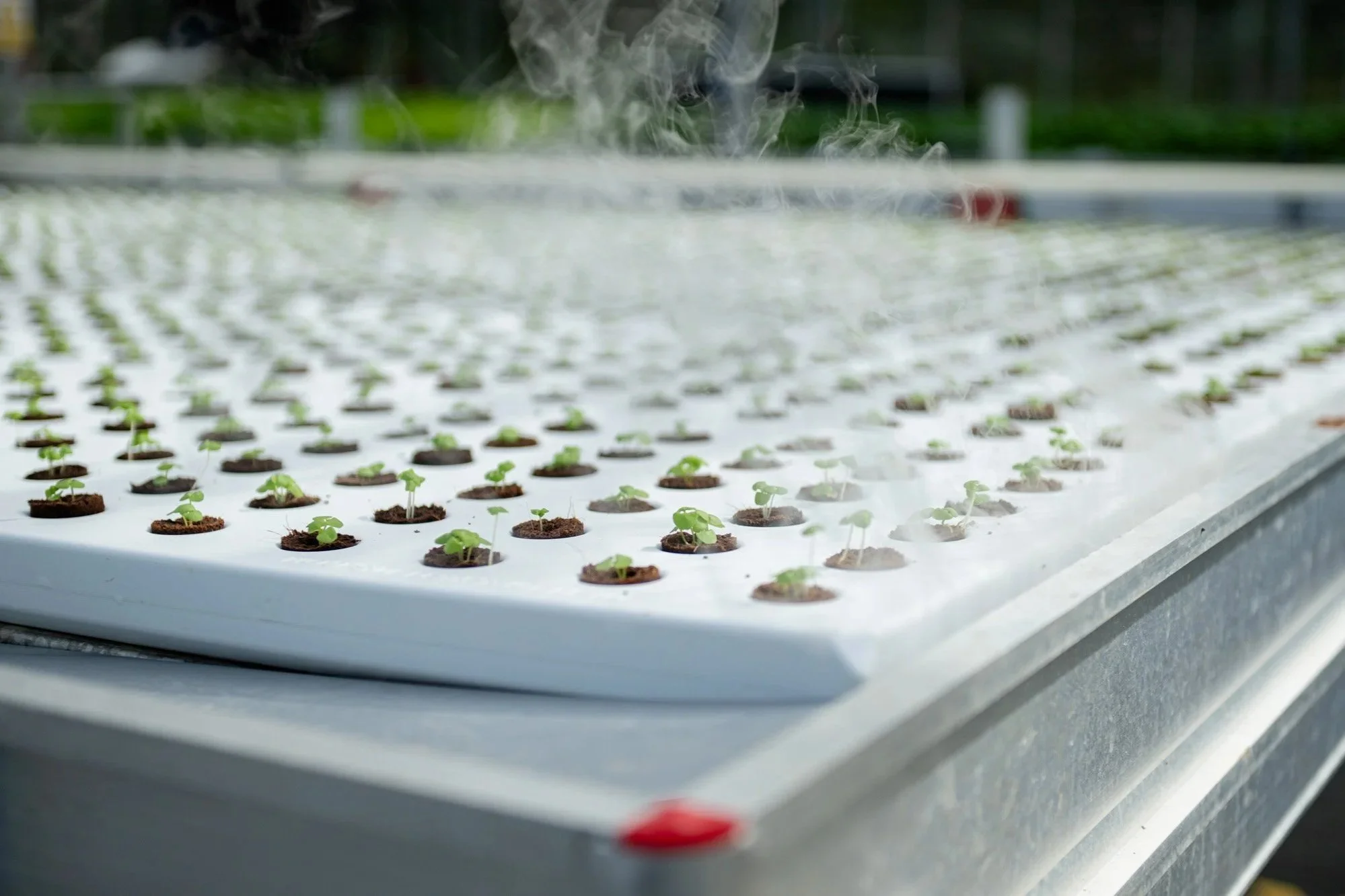Young seedlings in plugs on an aeroponic rolling bench with mist rising from the surface