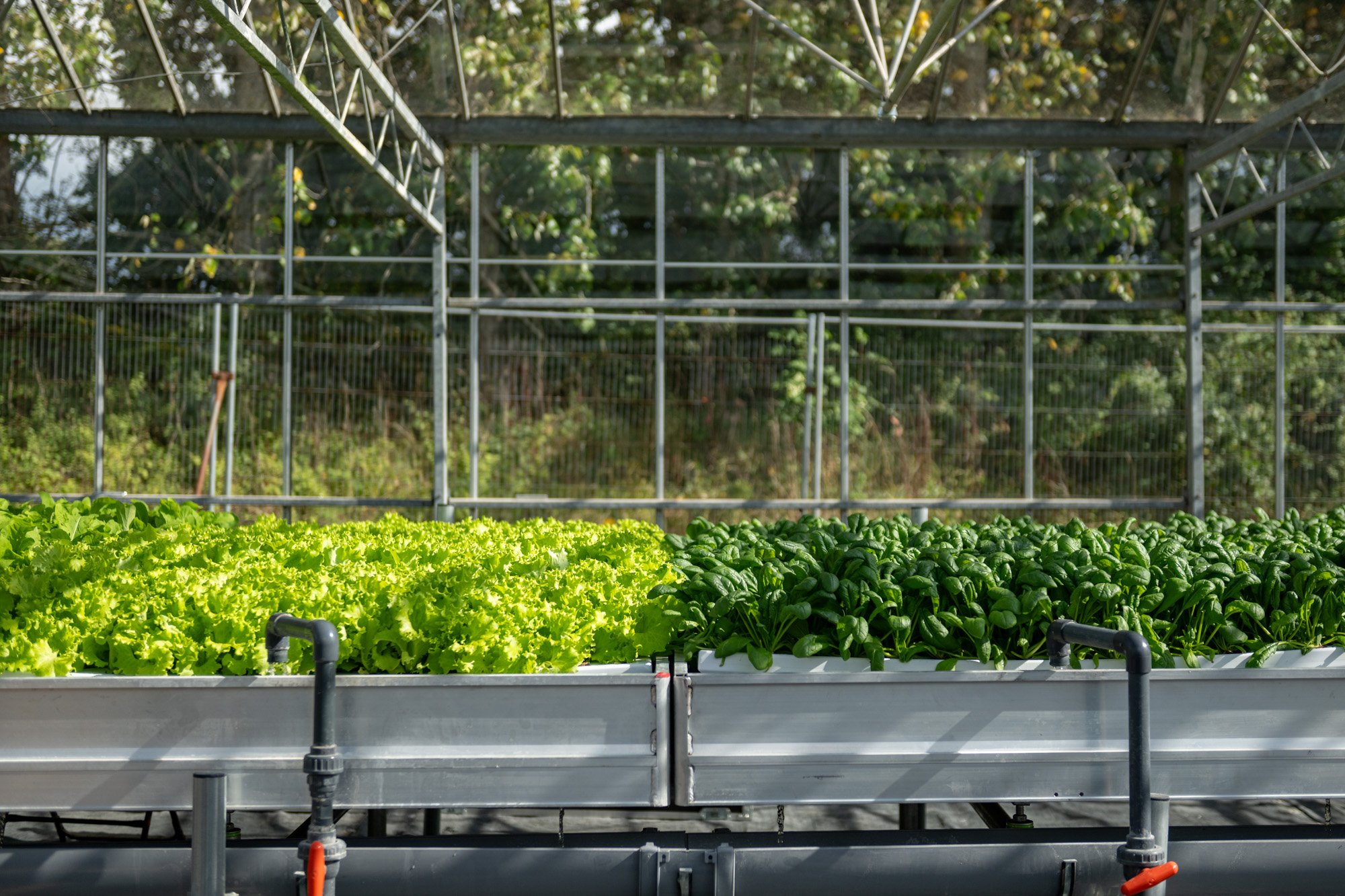 Lettuce and spinach growing side by side on a aeroponic bench inside a glasshouse