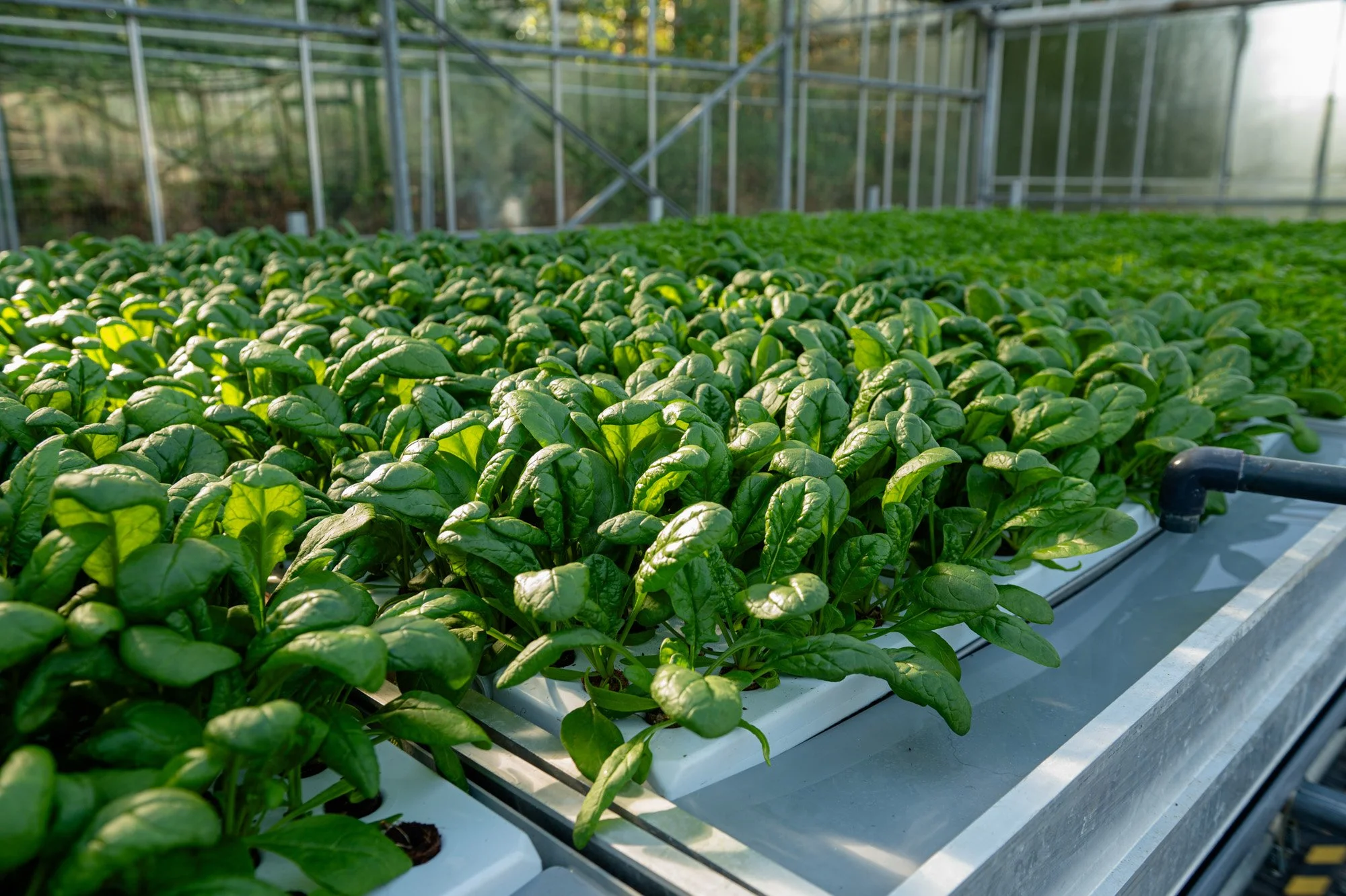 aeroponic spinach
