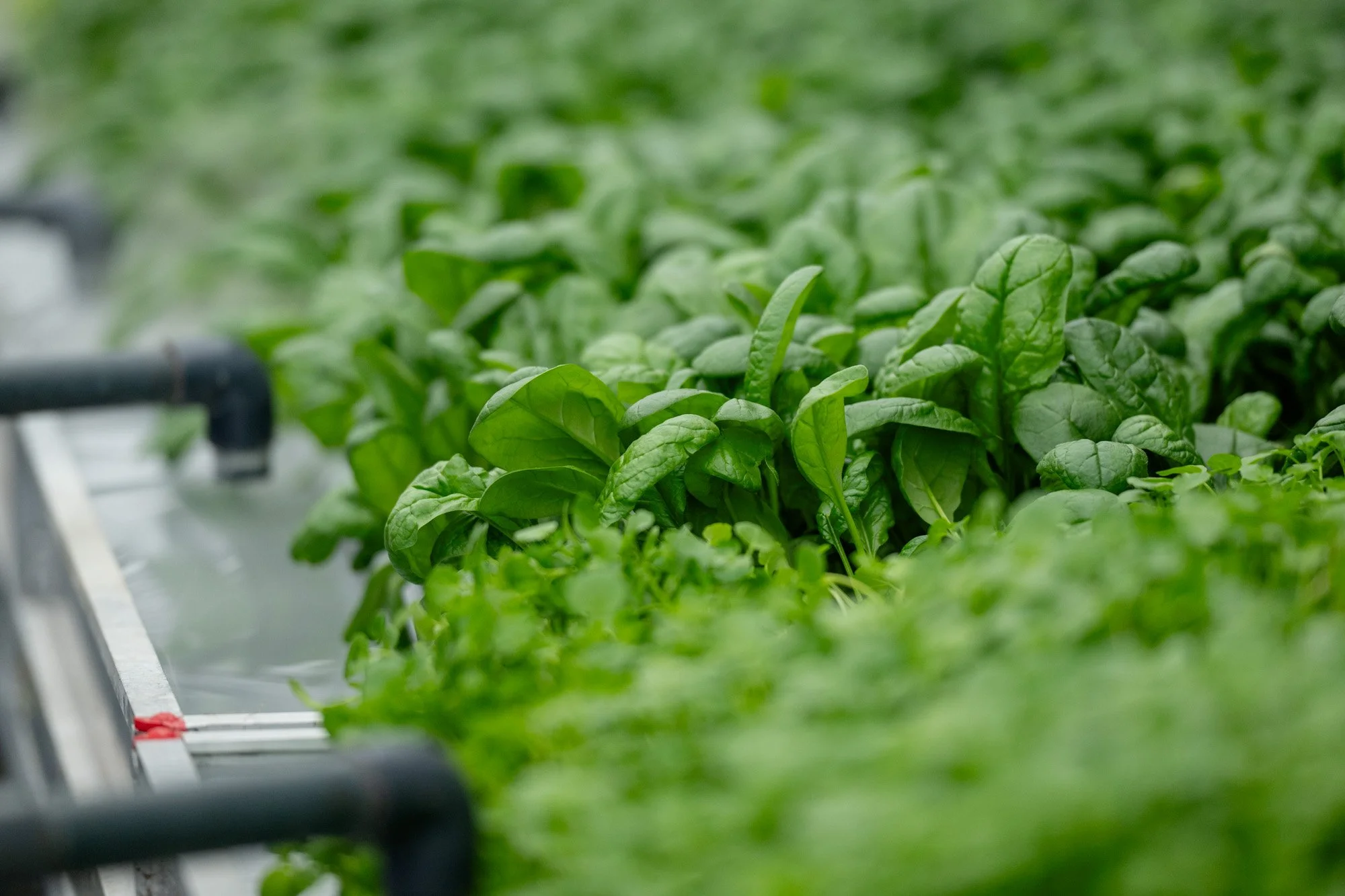 Unlocking new possibilities in CEA with Ceres Greenhouse Solutions