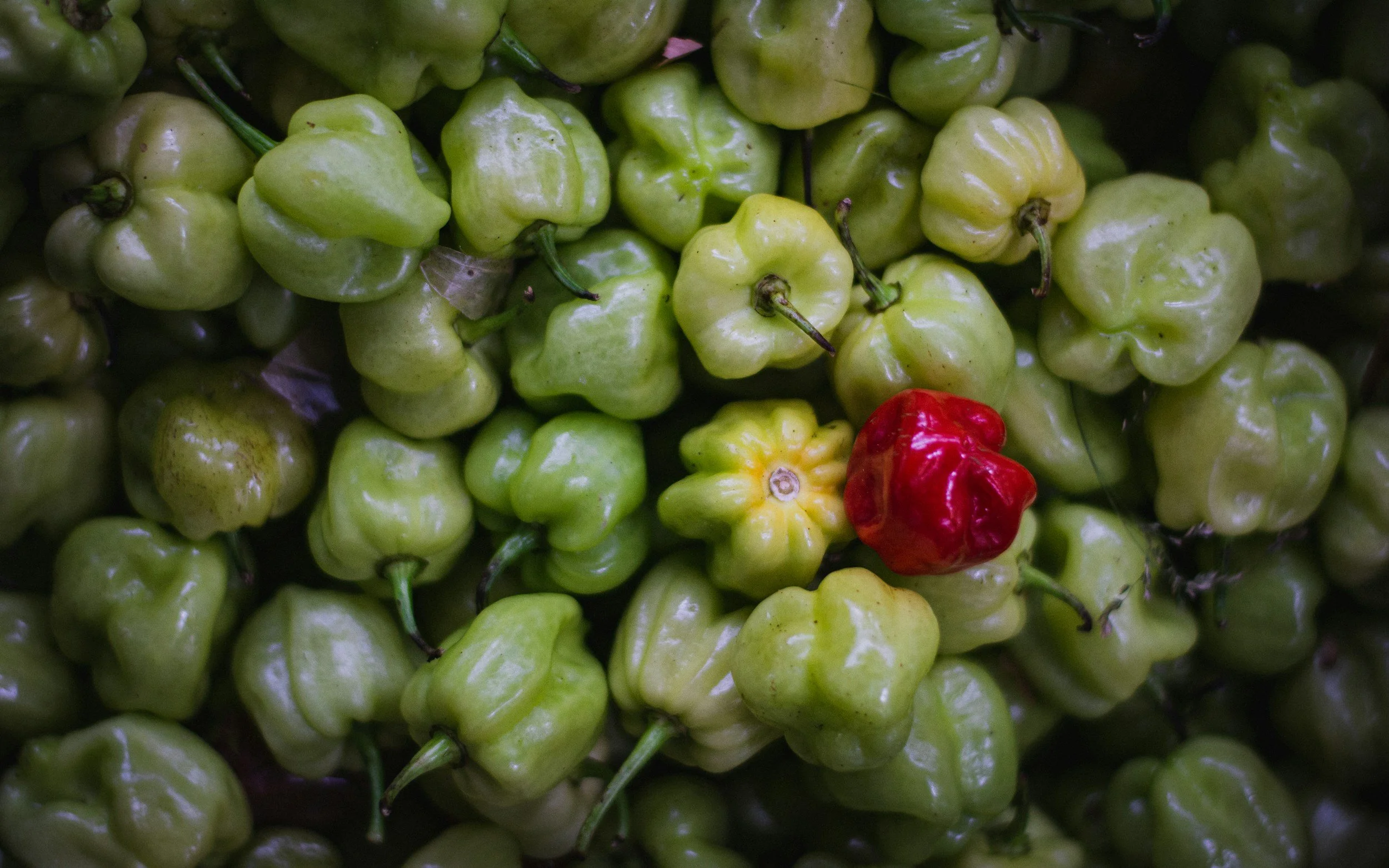 Une multitude de piments verts avec un piment rouge au centre inférieur.