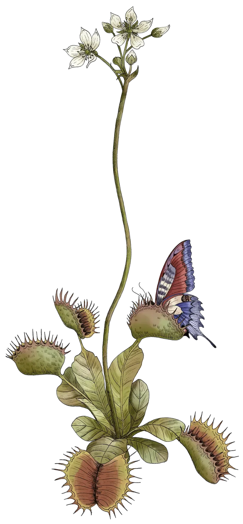 Tropische Illustration