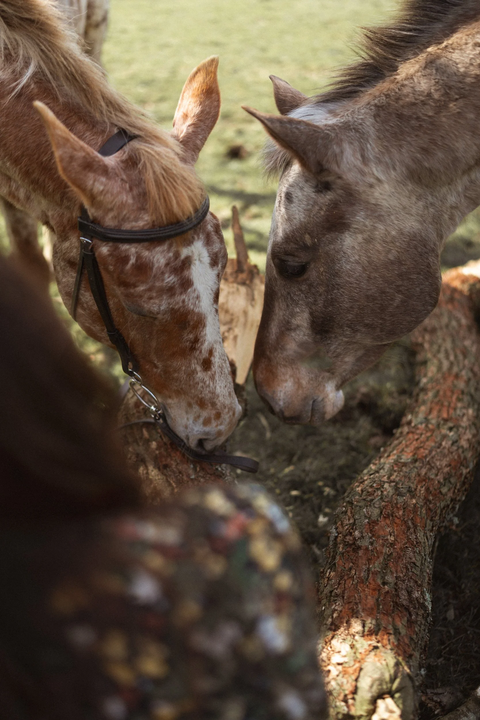 Two polo ponies touching noses during branding photoshoot at a polo club in Penn Buckinghamshire