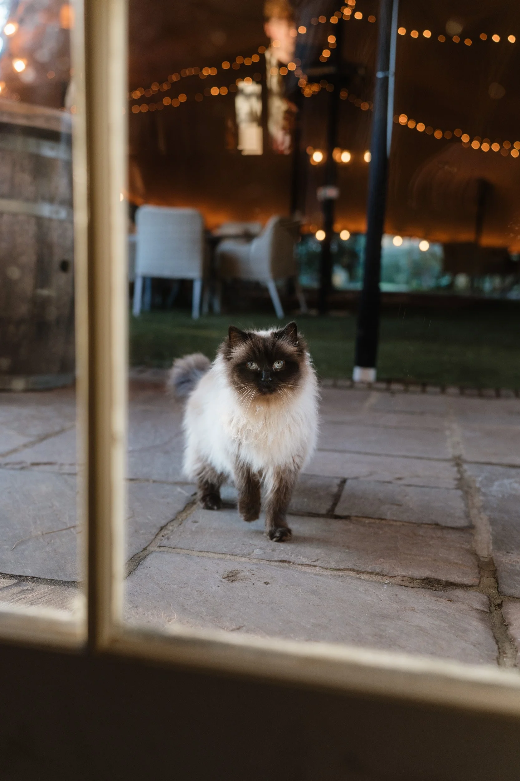 Resident cat at The Bedford Arms in Chenies during the wedding reception